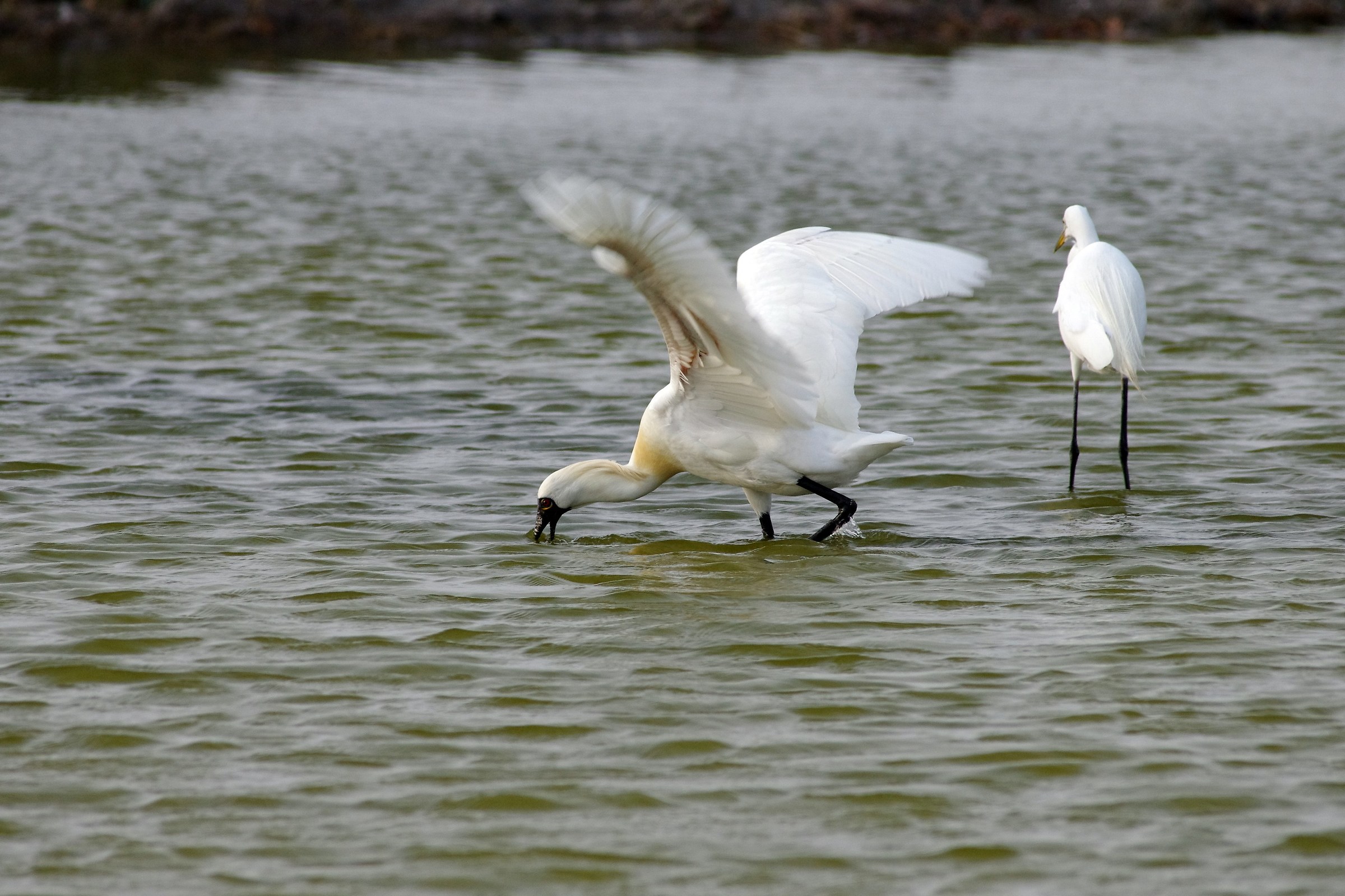 Black-faced Spoonbill