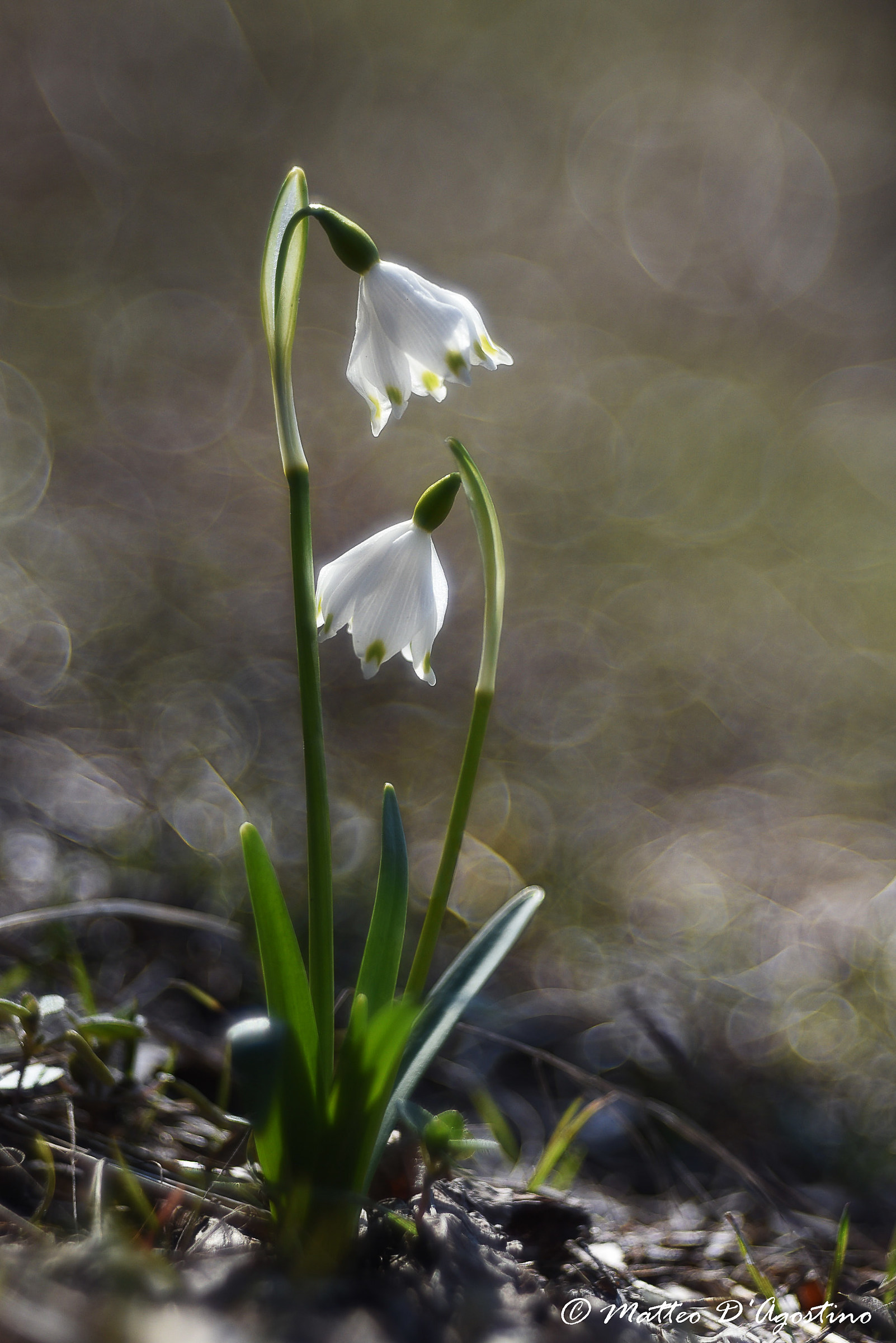 Leucojum vernum... campanellino