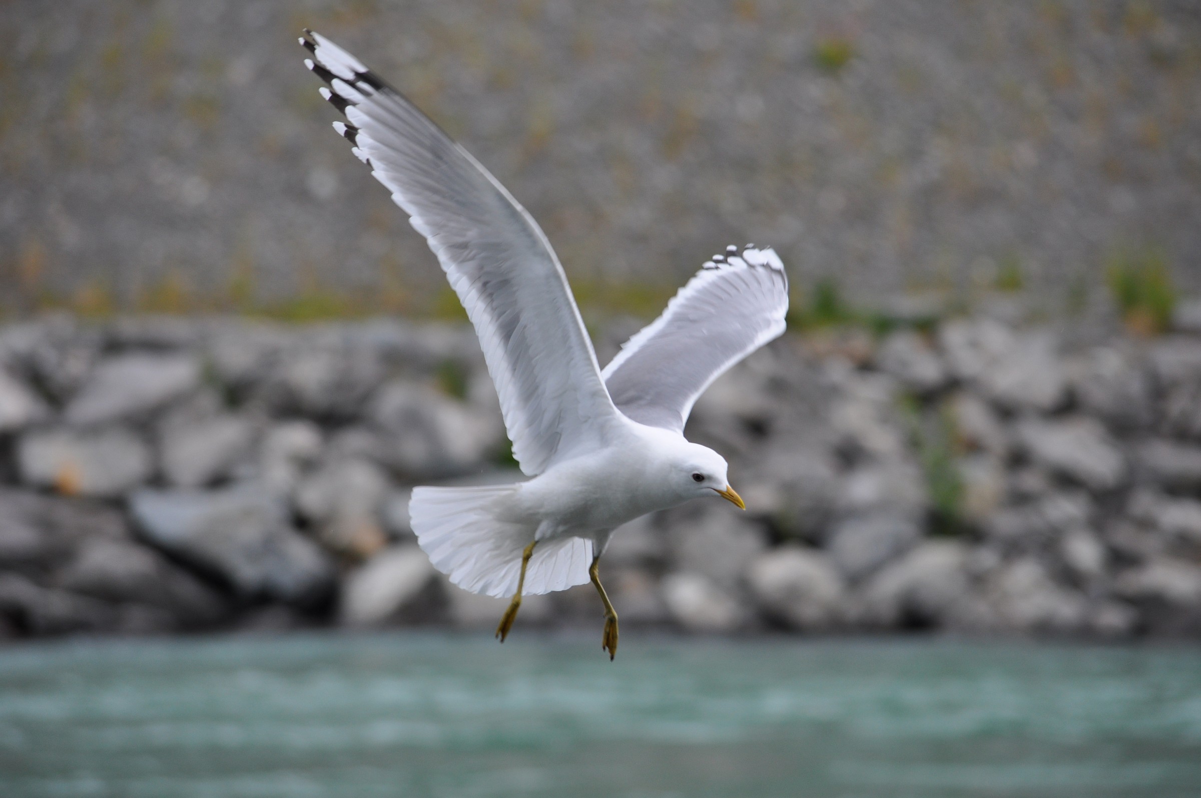 Seagull in Alaska