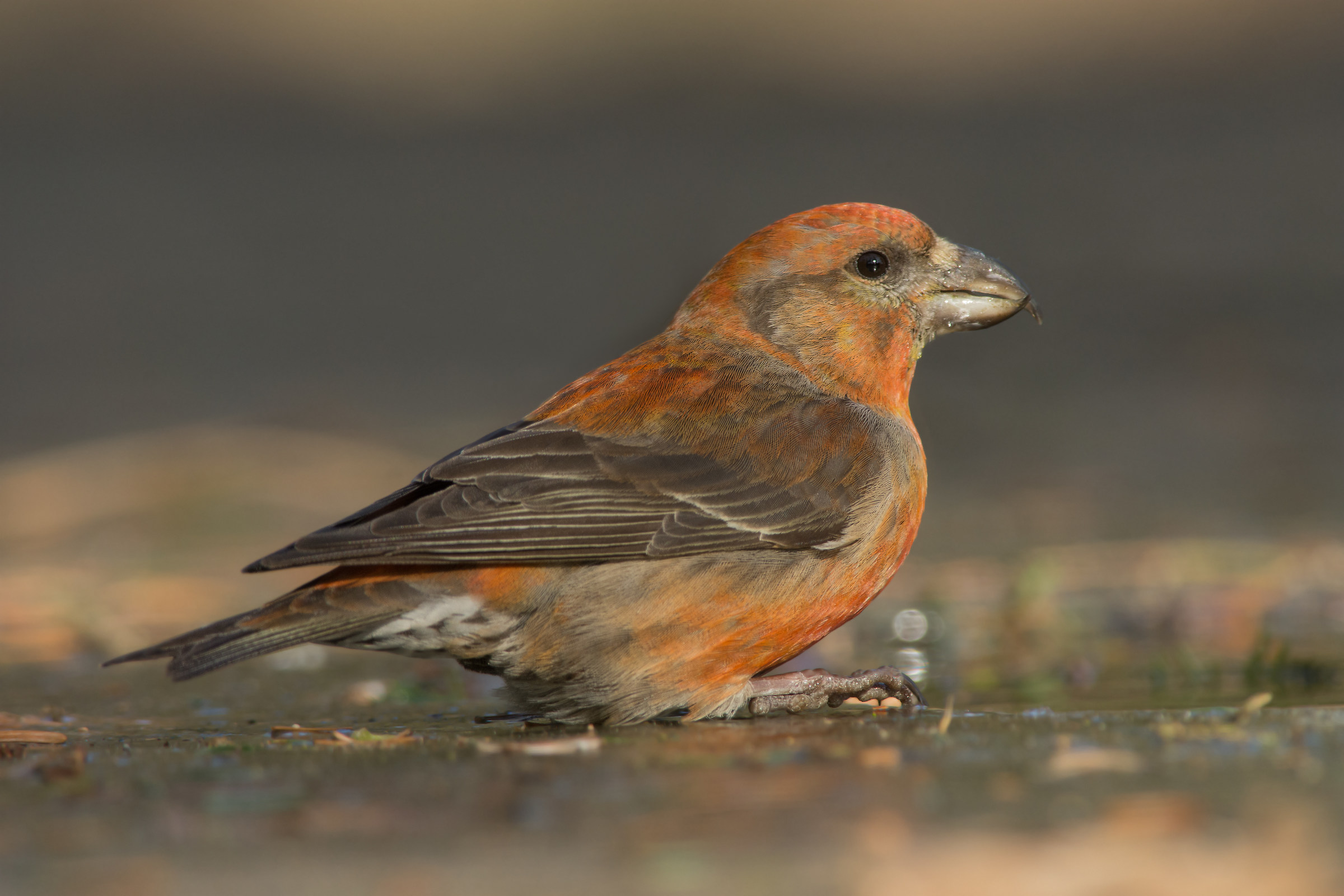 Crossbill