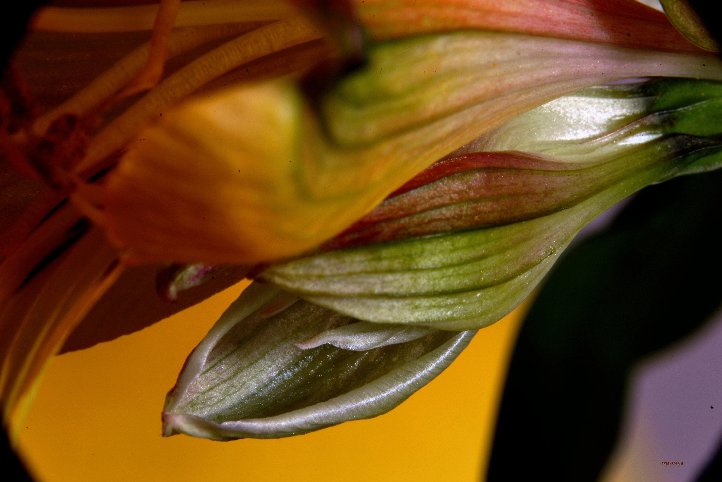 victory of the good (alstroemeria)