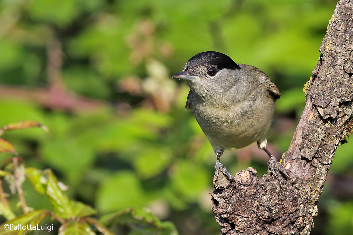 Capinera (Sylvia atricapilla)