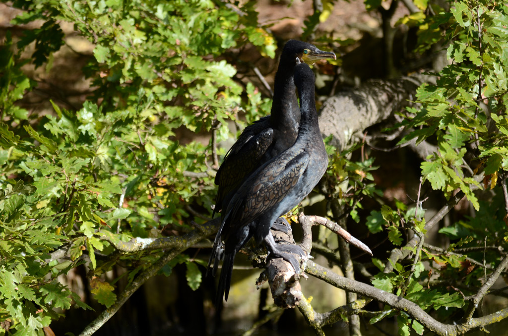Cormorants