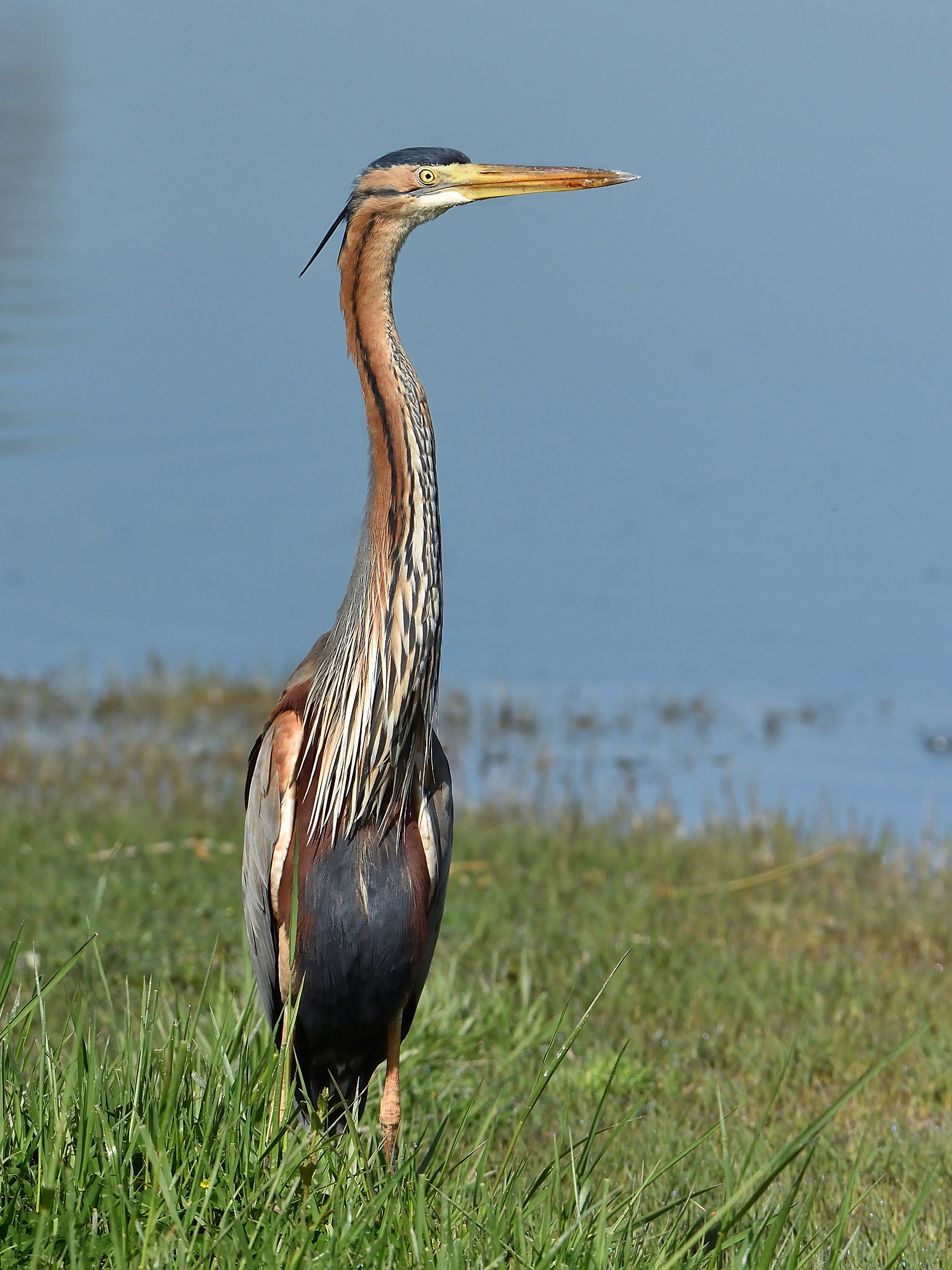 Airone rosso (Ardea purpurea)