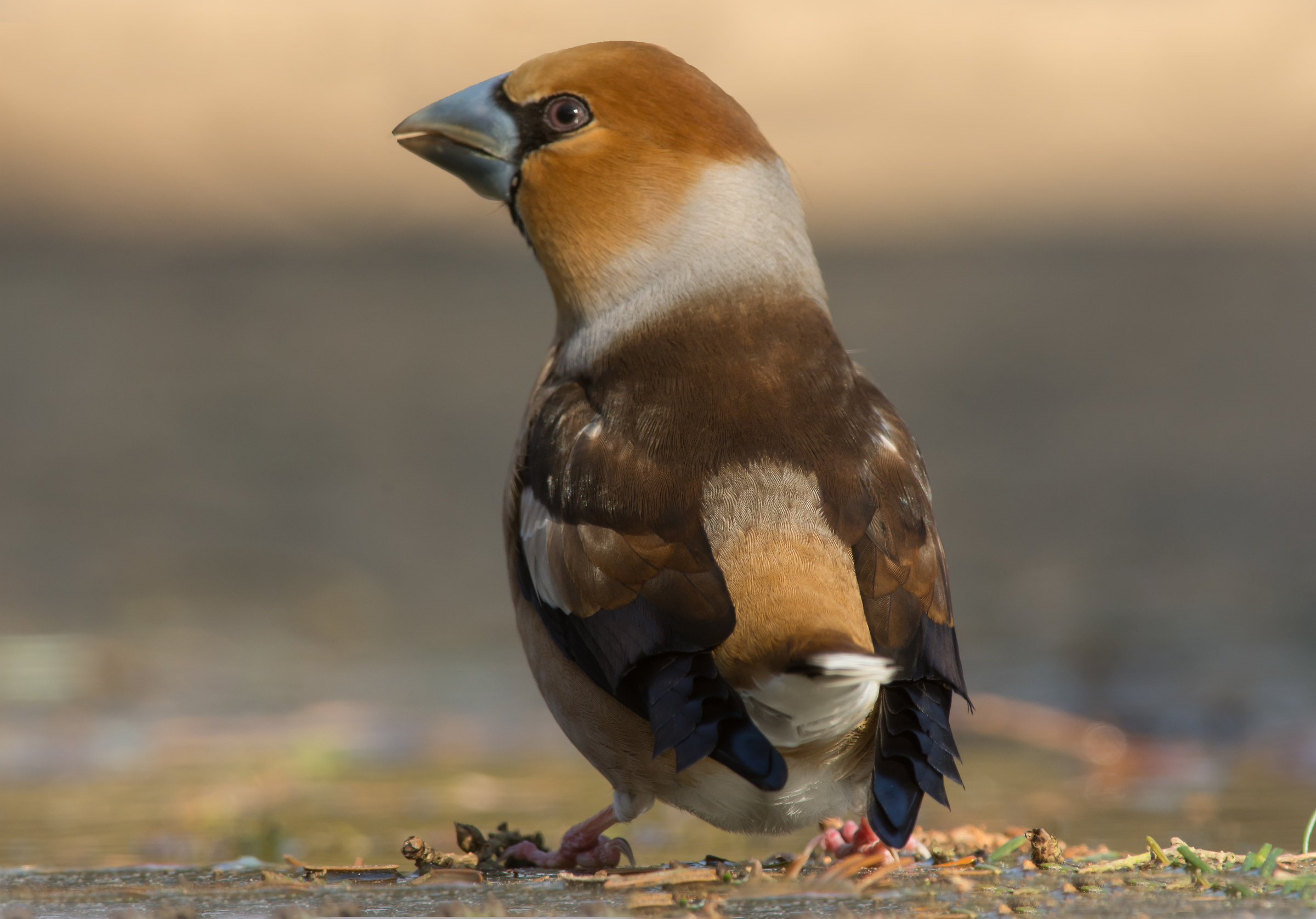 Hawfinch