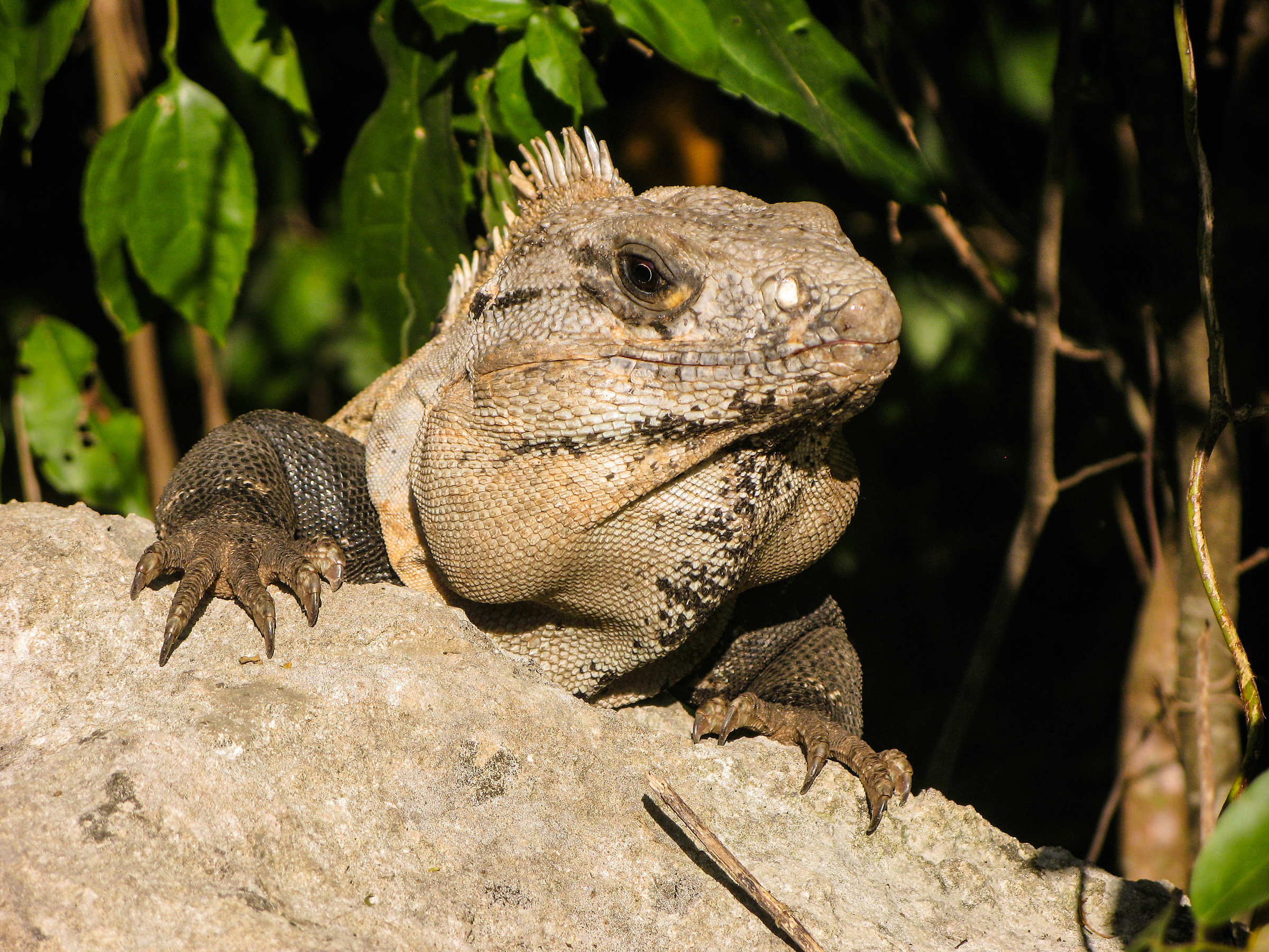 Iguana