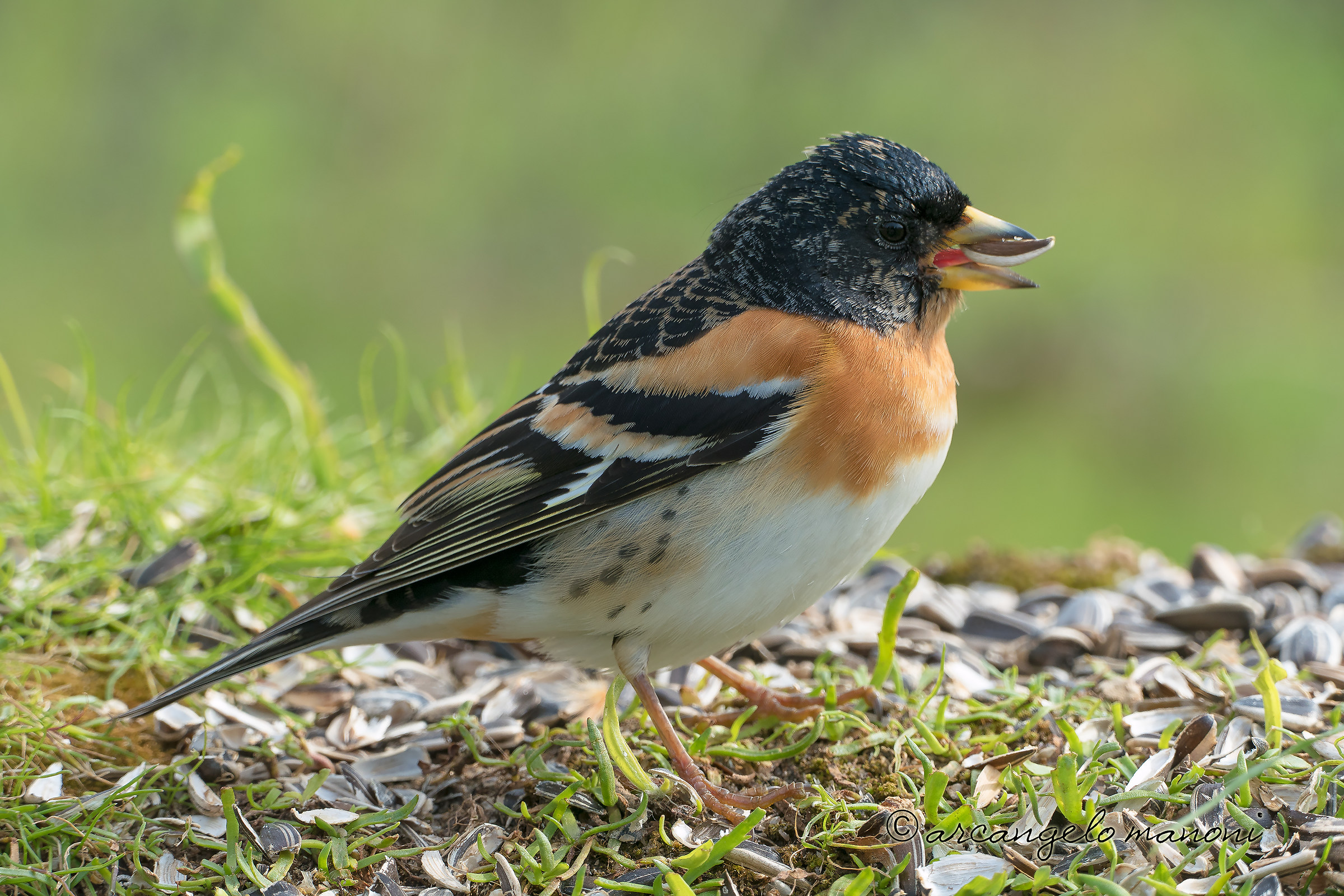 Brambling