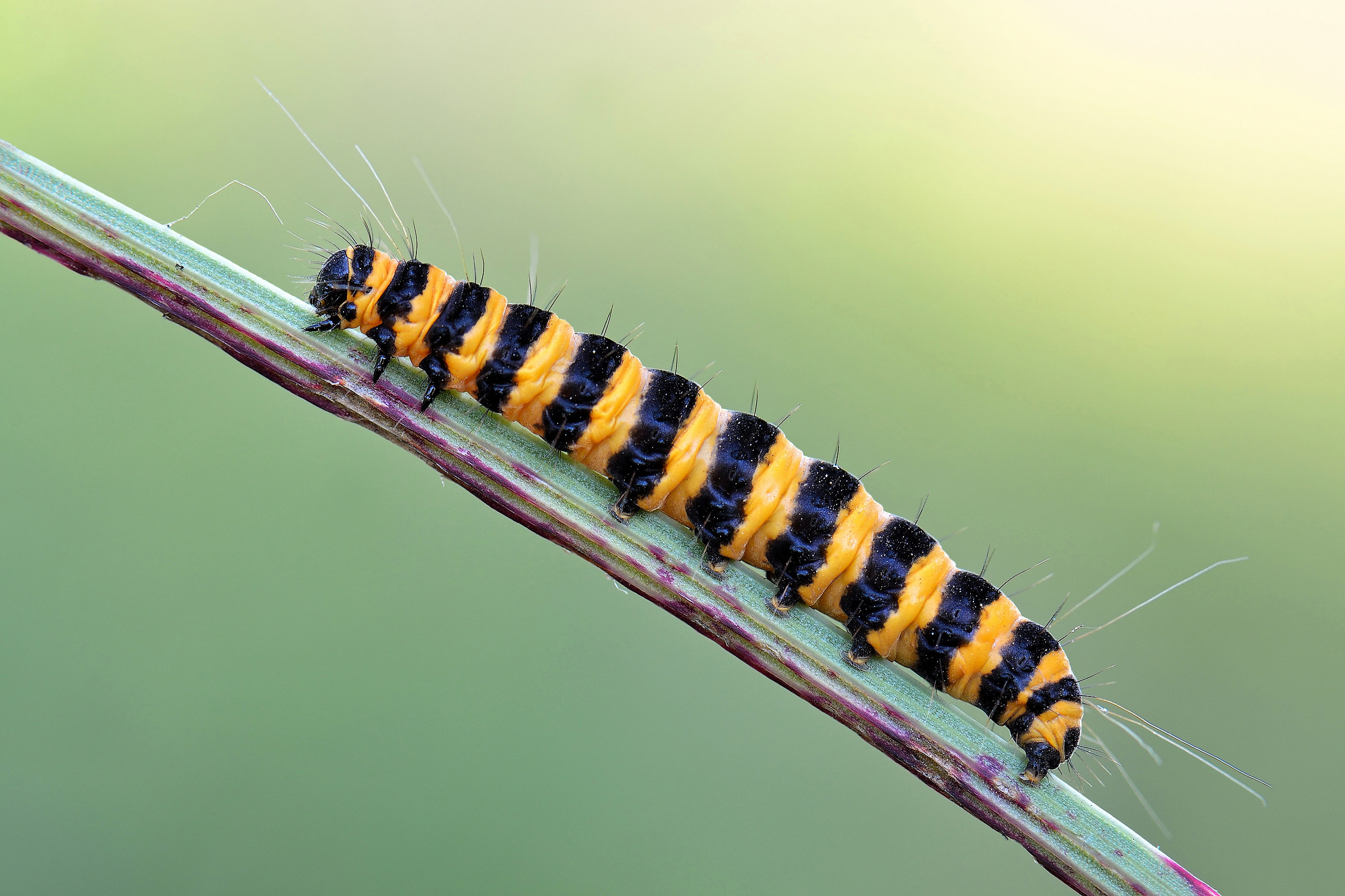 Bruco di Tyria jacobaeae