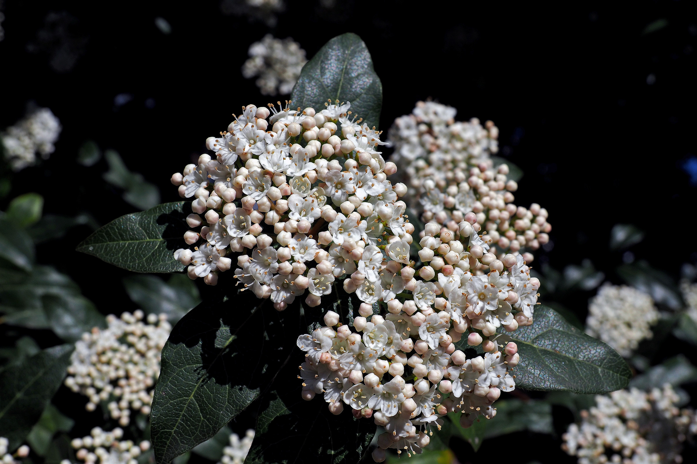 Viburnum
