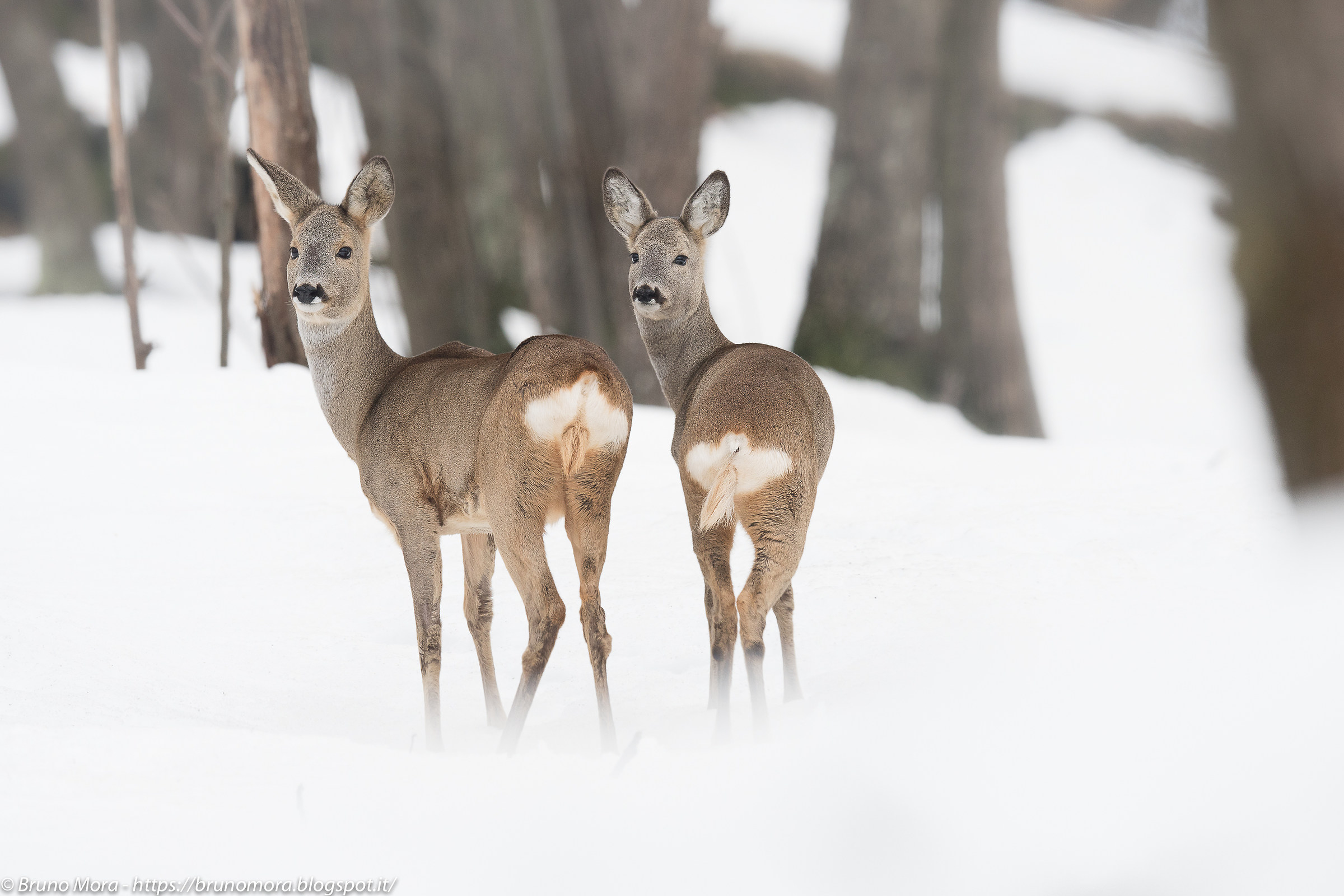 Roe deer in the snowy forest
