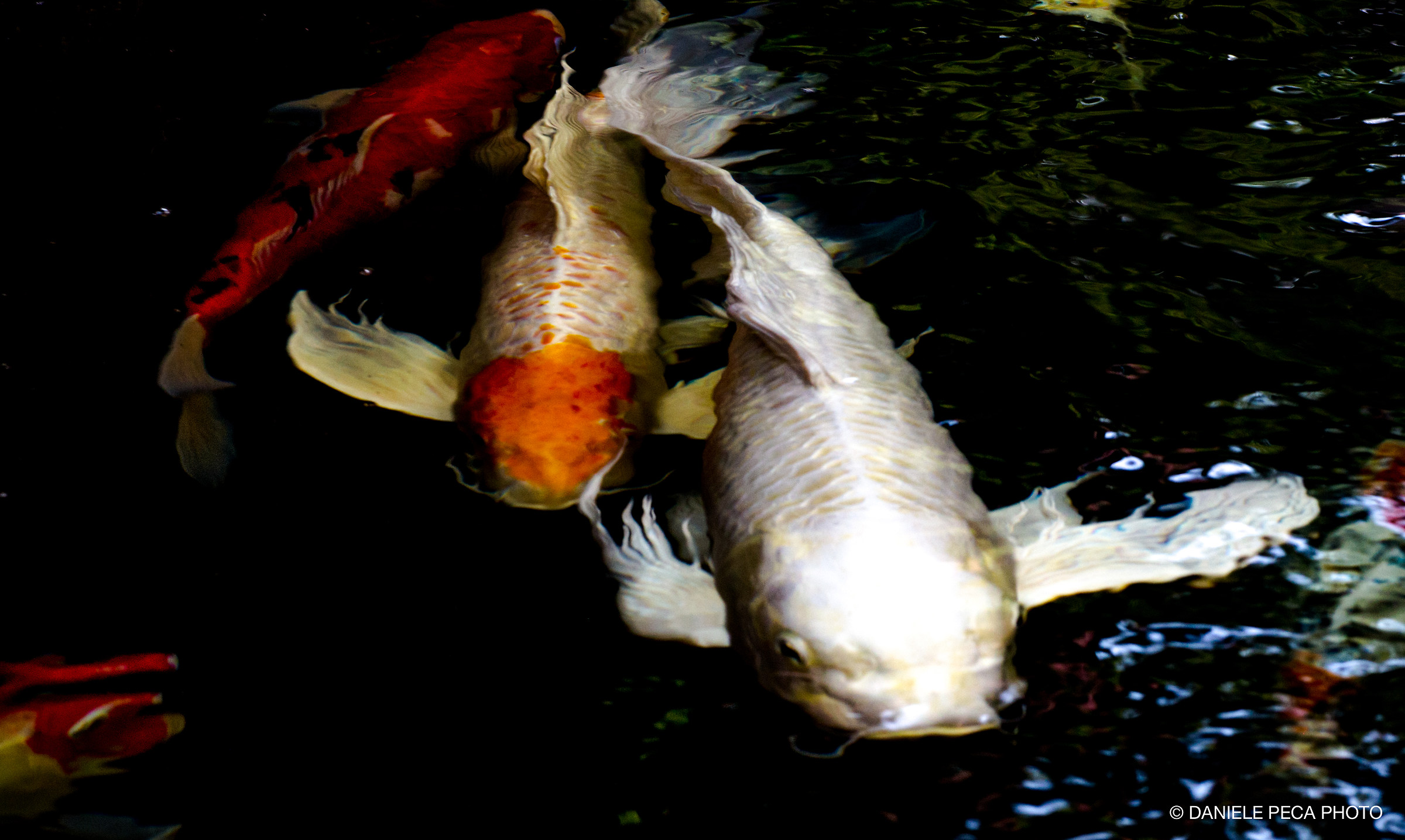 Koi on Canvass