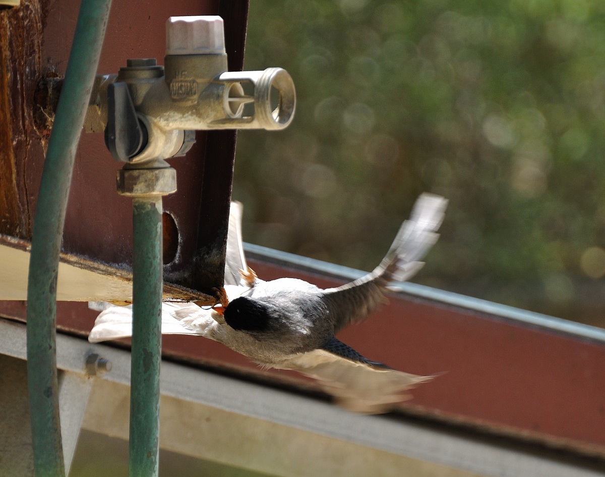 For a drop of water!