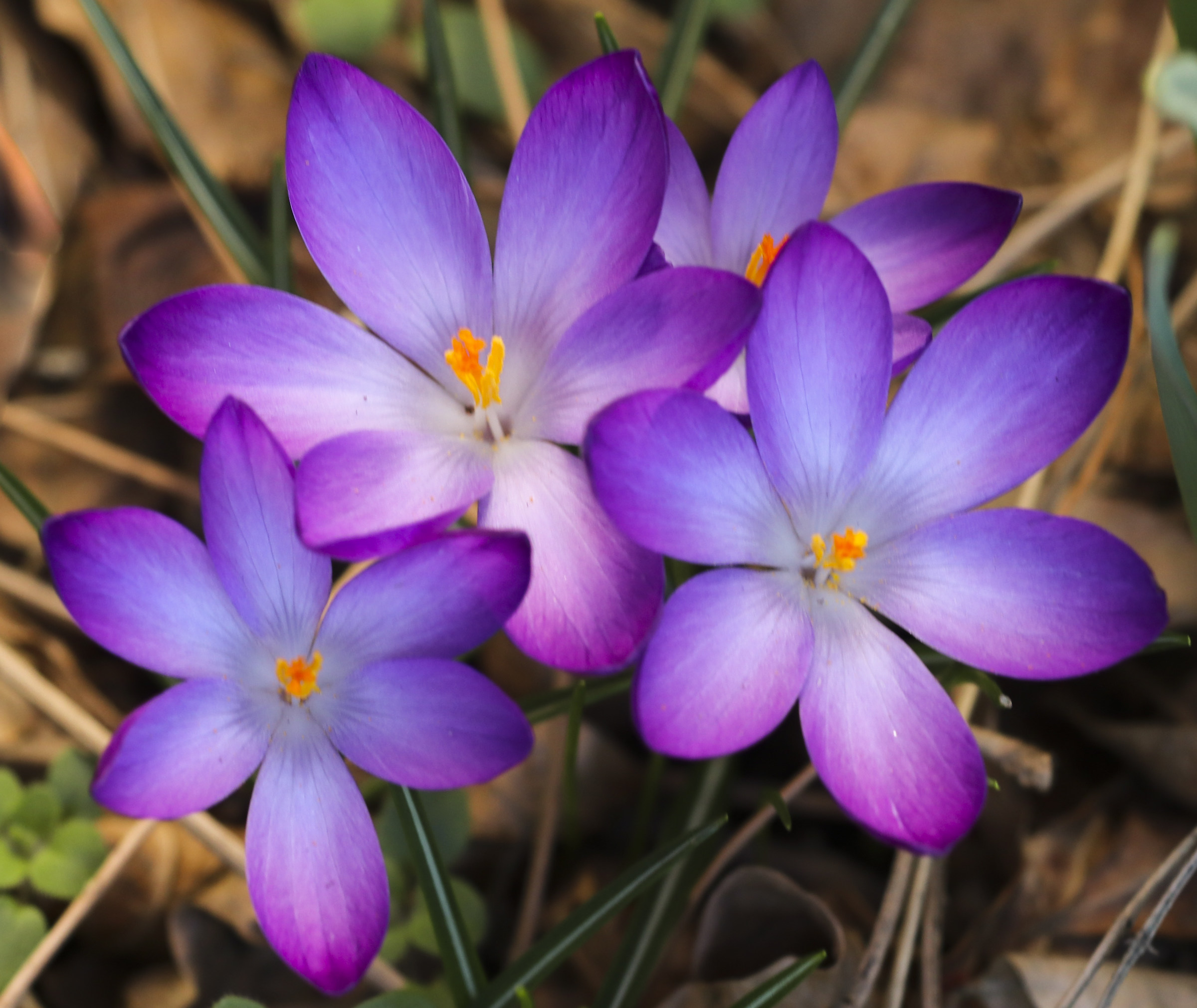 I colori della primavera....