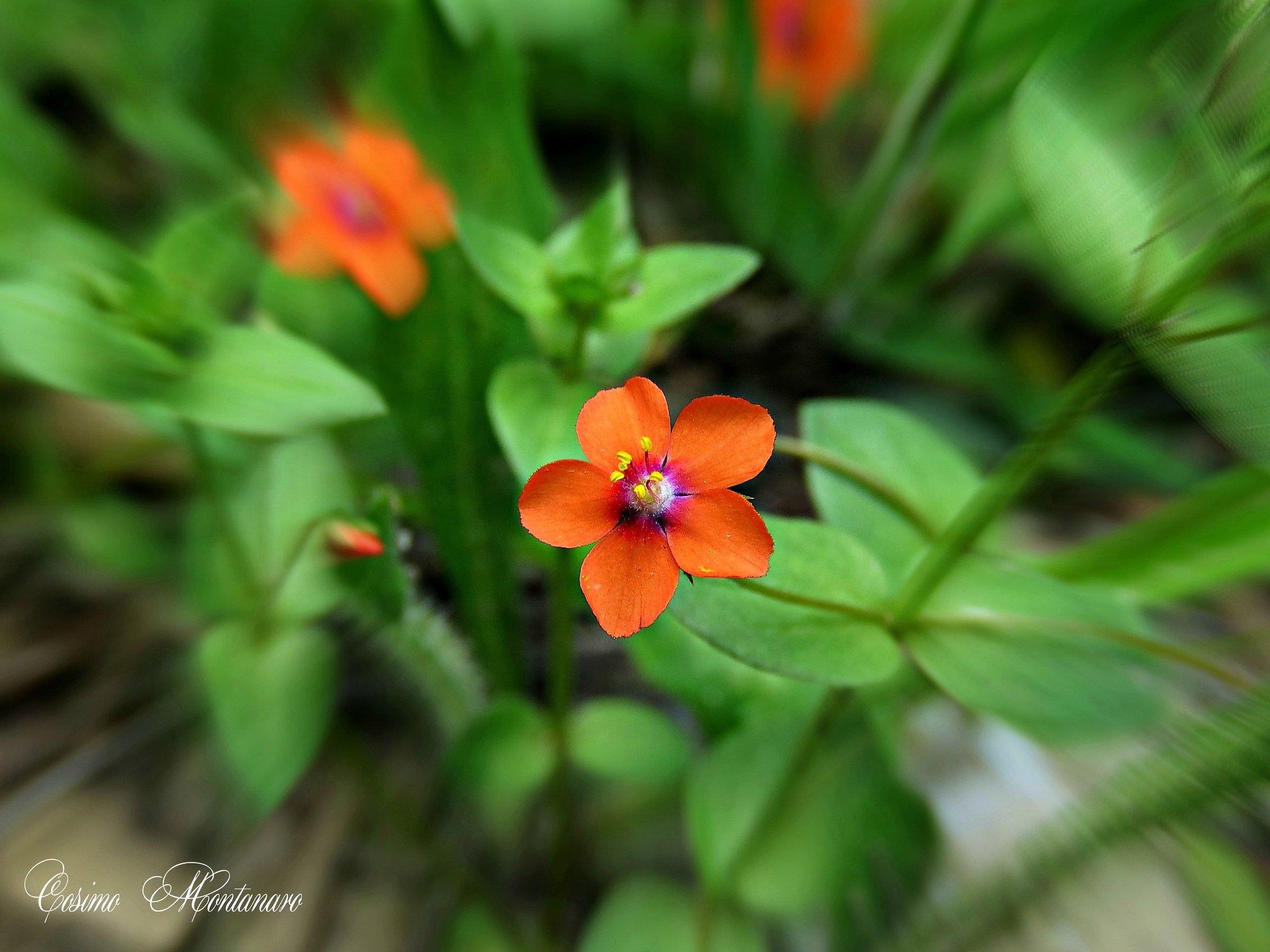 Anagallis arvensis L.