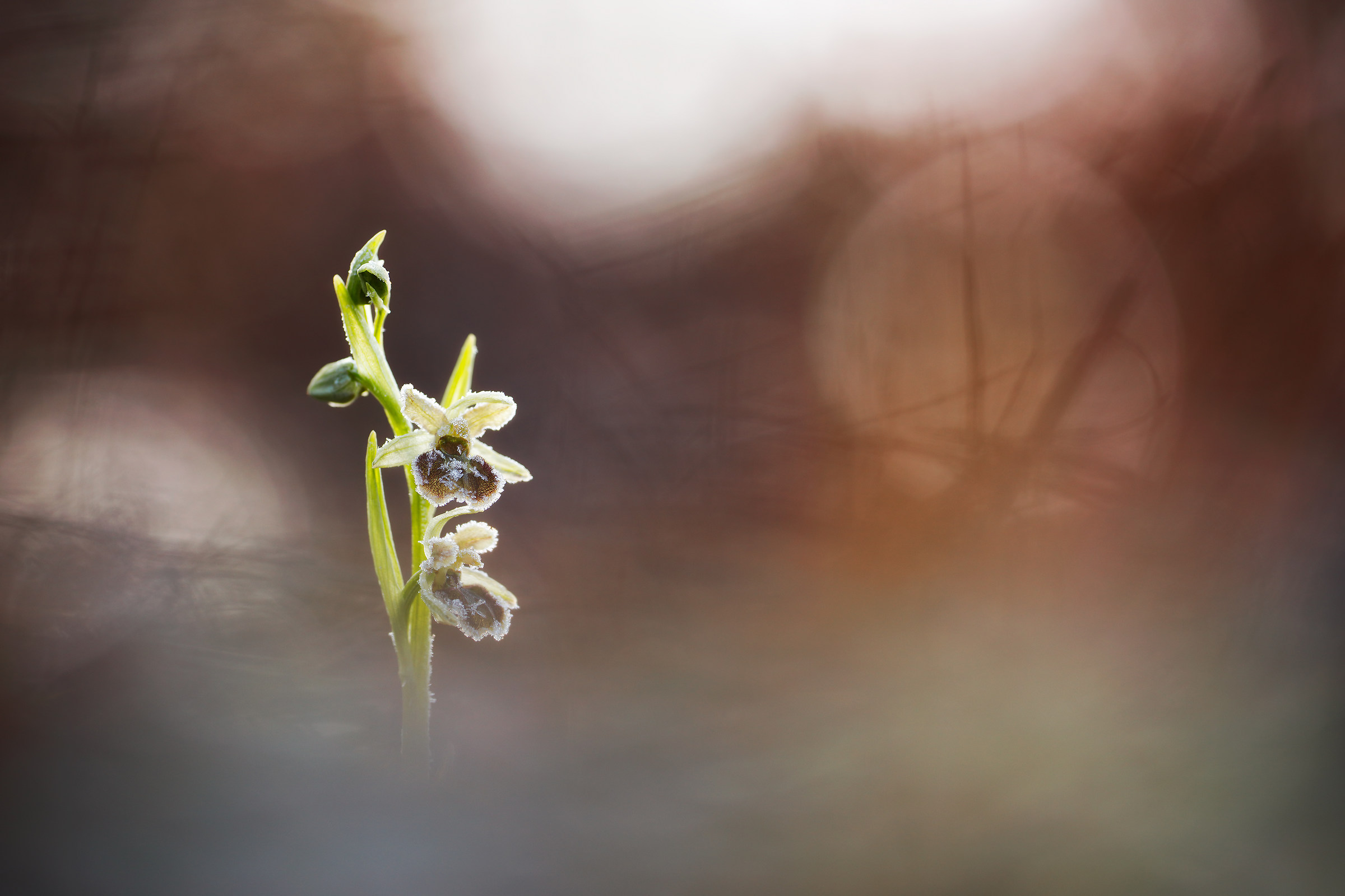 Ophrys sphegodes "subsp. brinata"