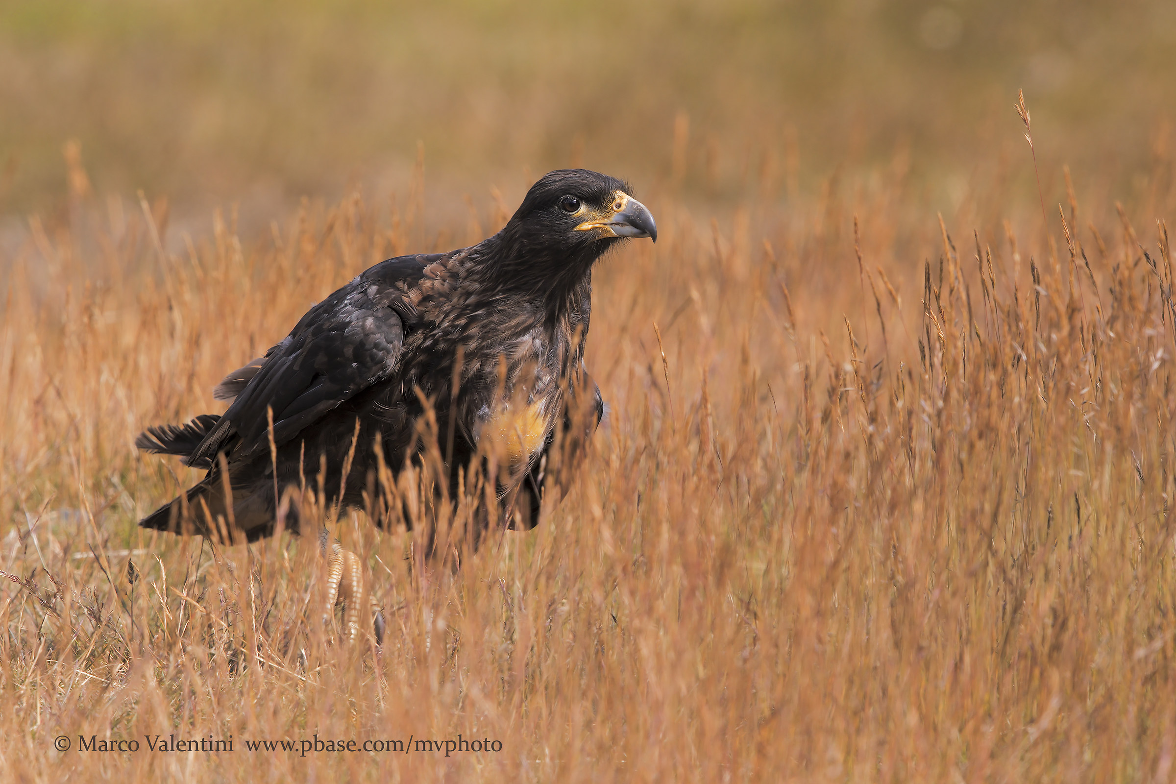 Striated caracara