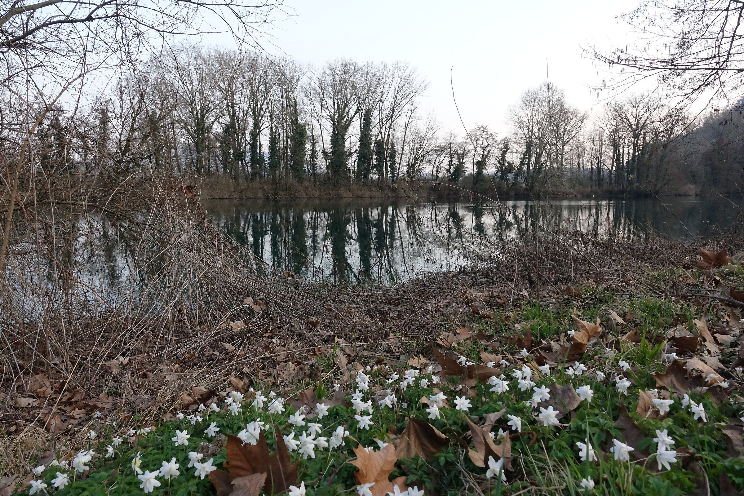anemones along the river