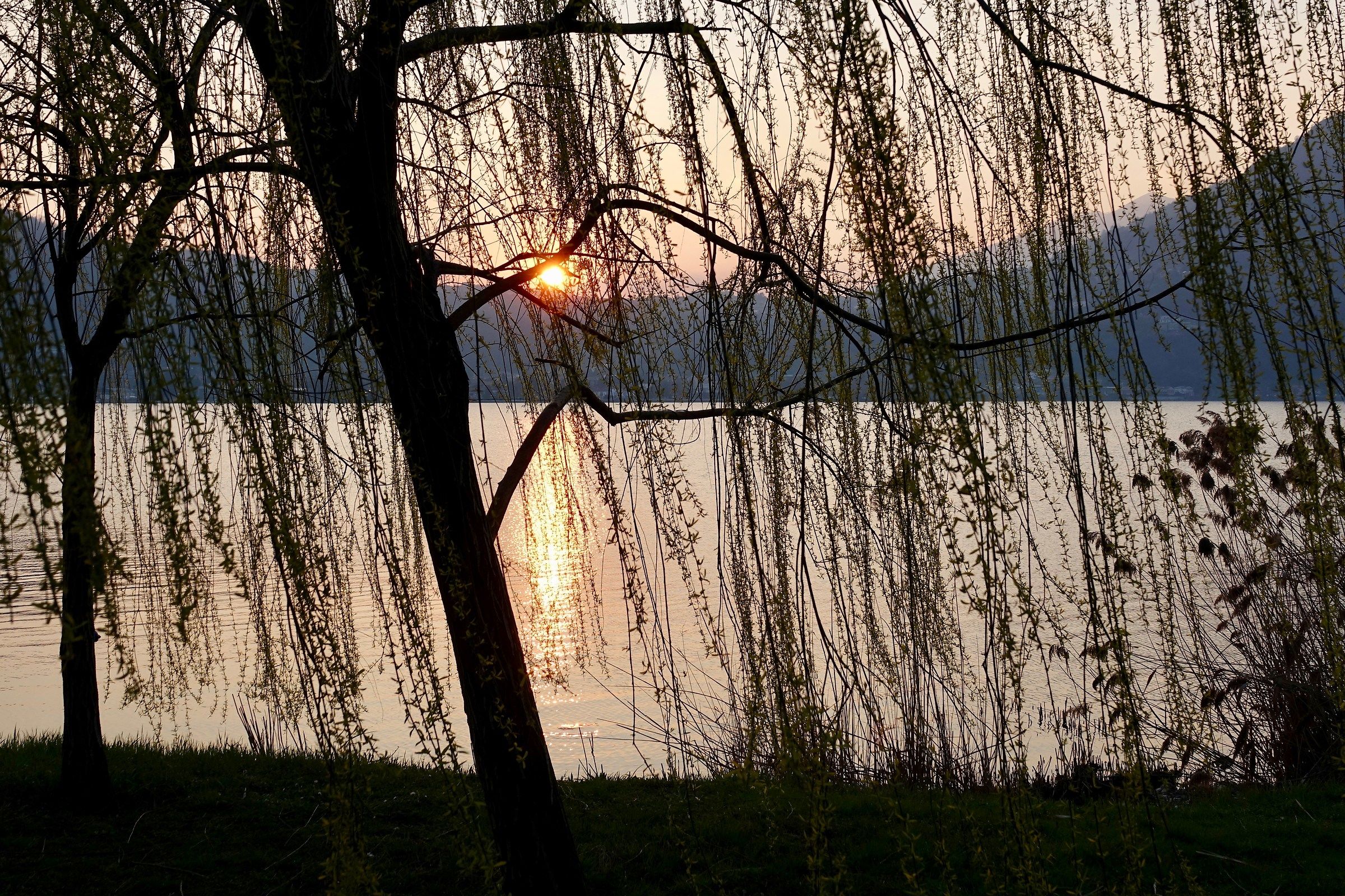 tramonto dietro i rami nell'equinozio di primavera