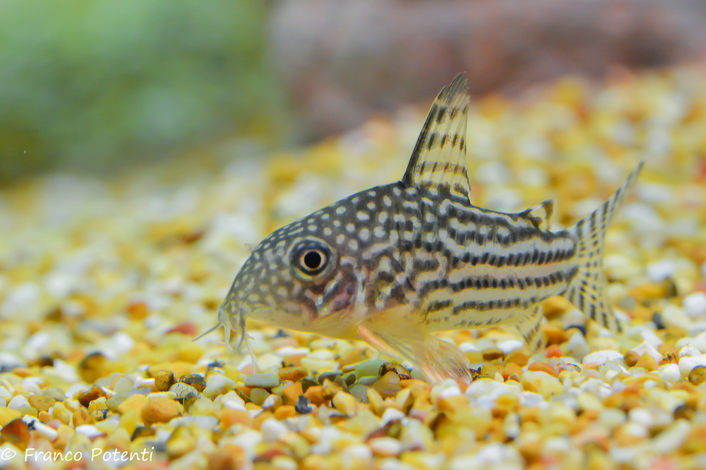 Corydoras Sterbai