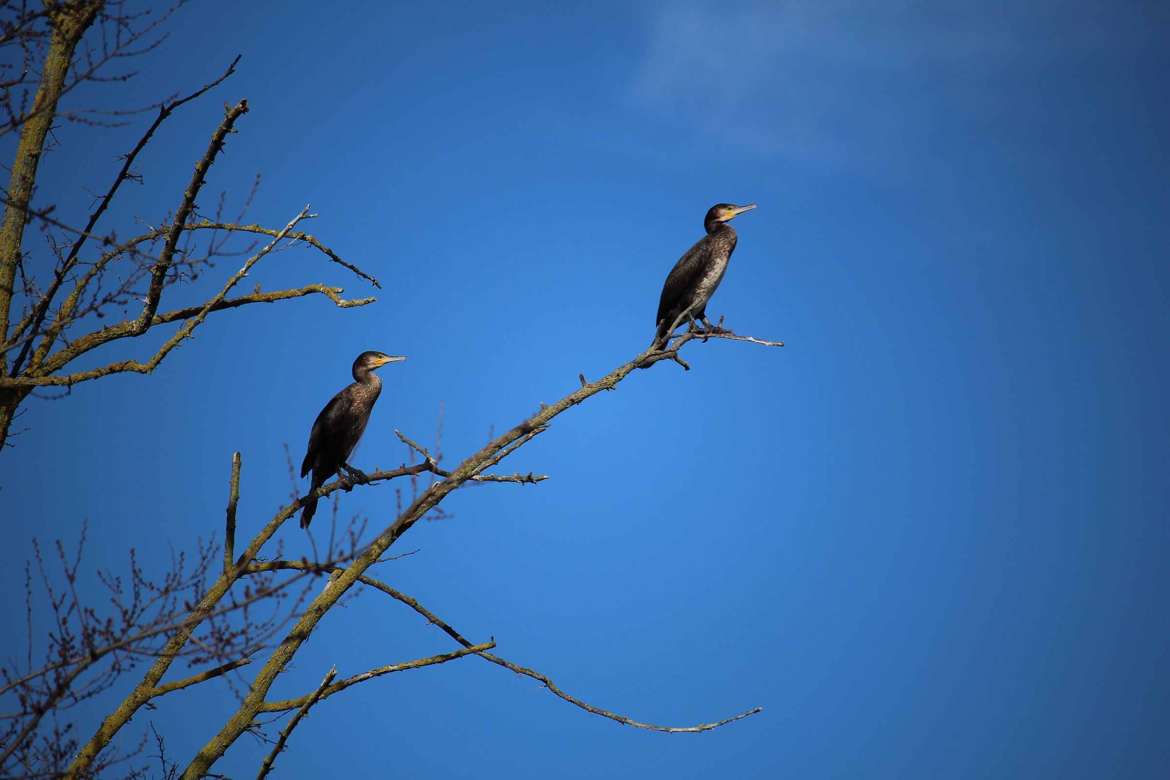 Cormorants in Blue