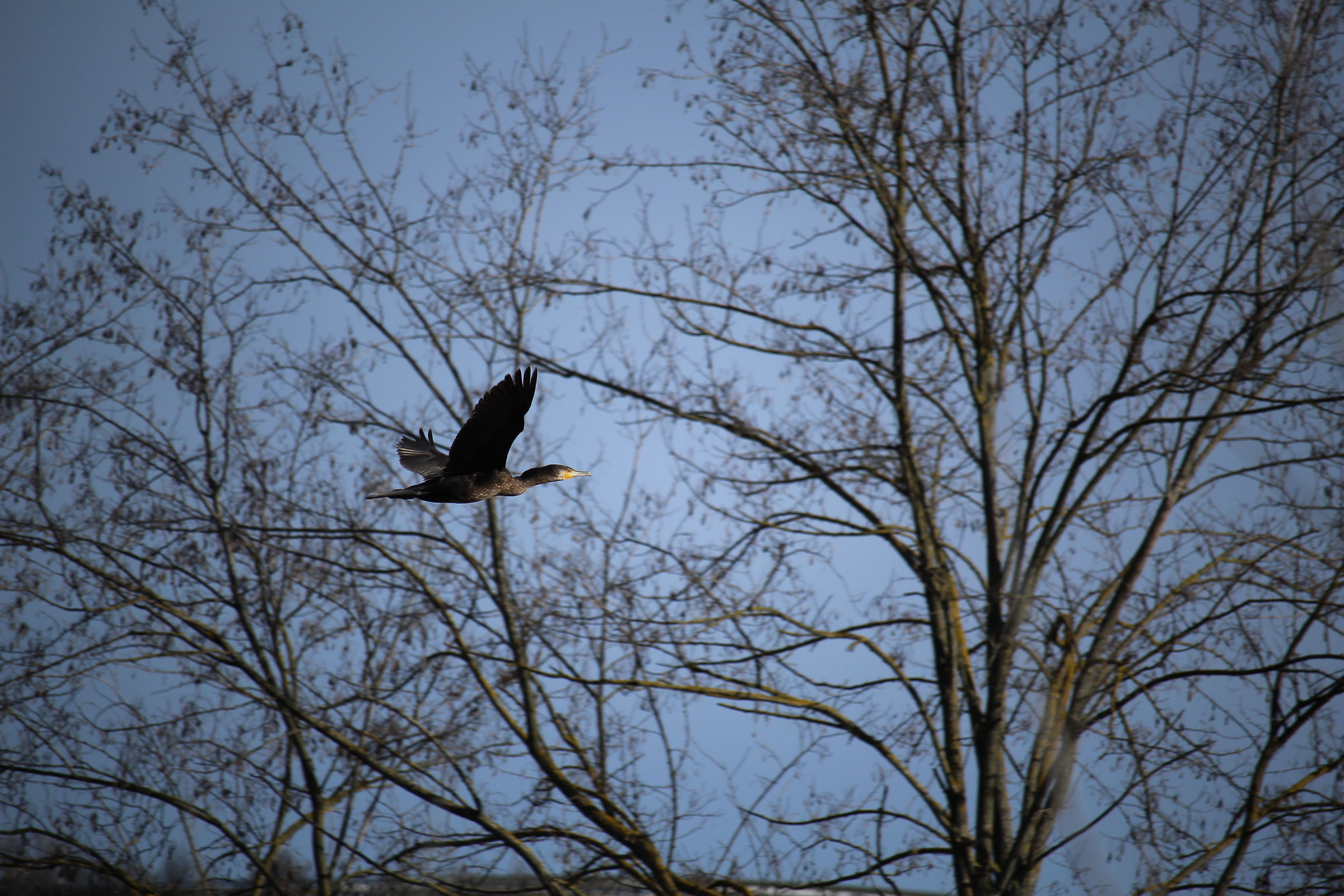 Flying through the trees