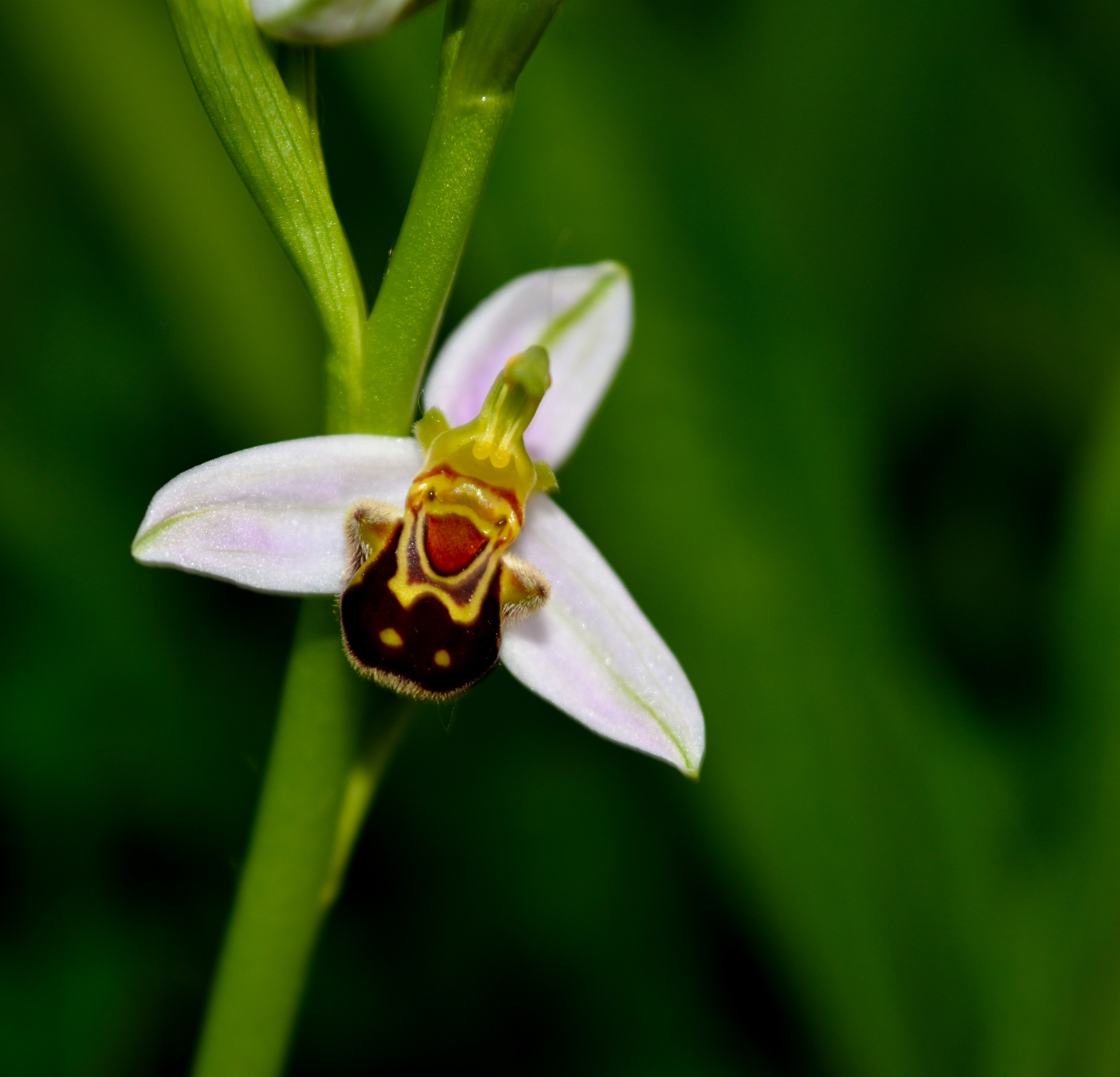 Ophrys apifera