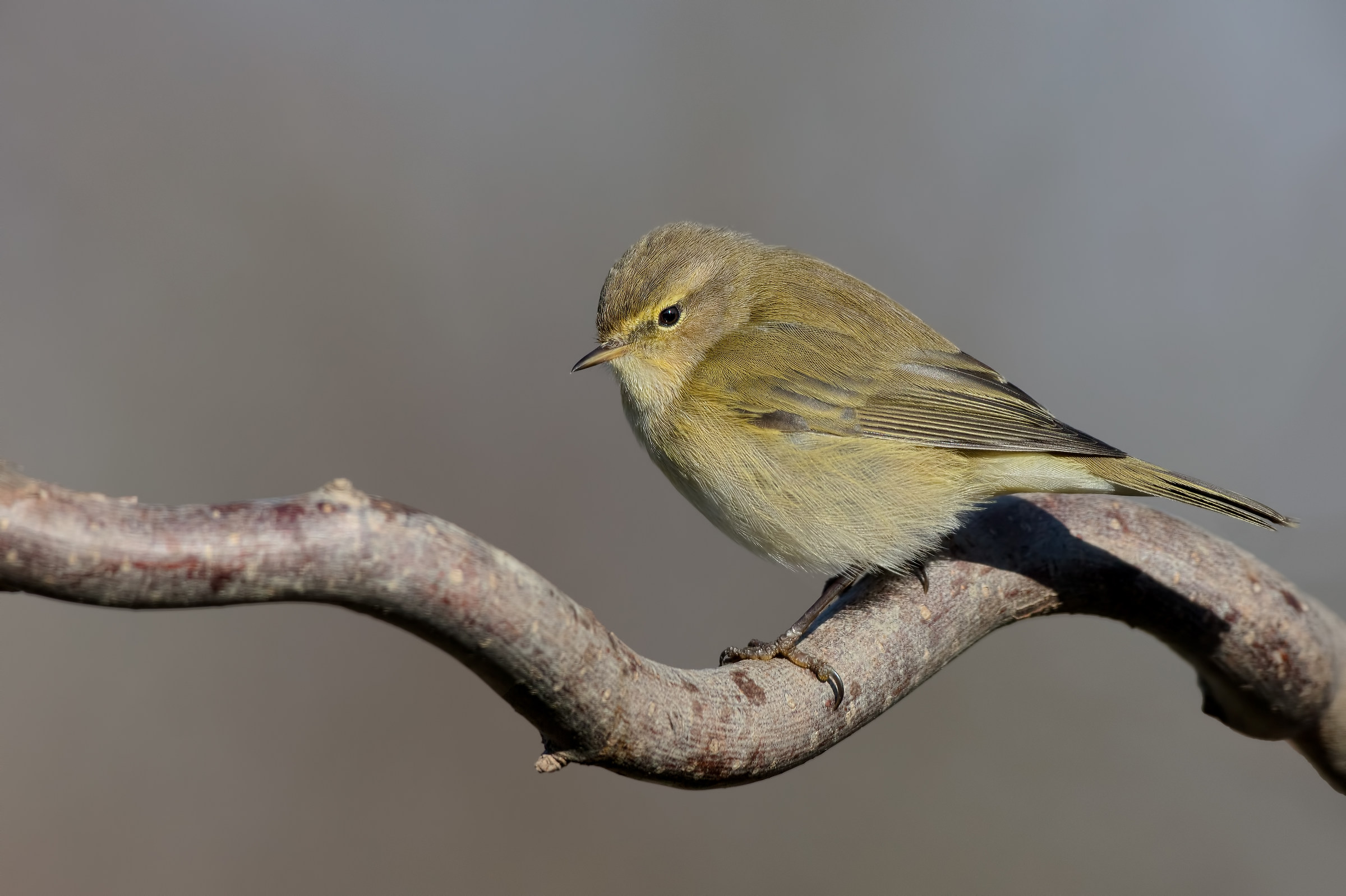 Luì piccolo (Phylloscopus collybita)