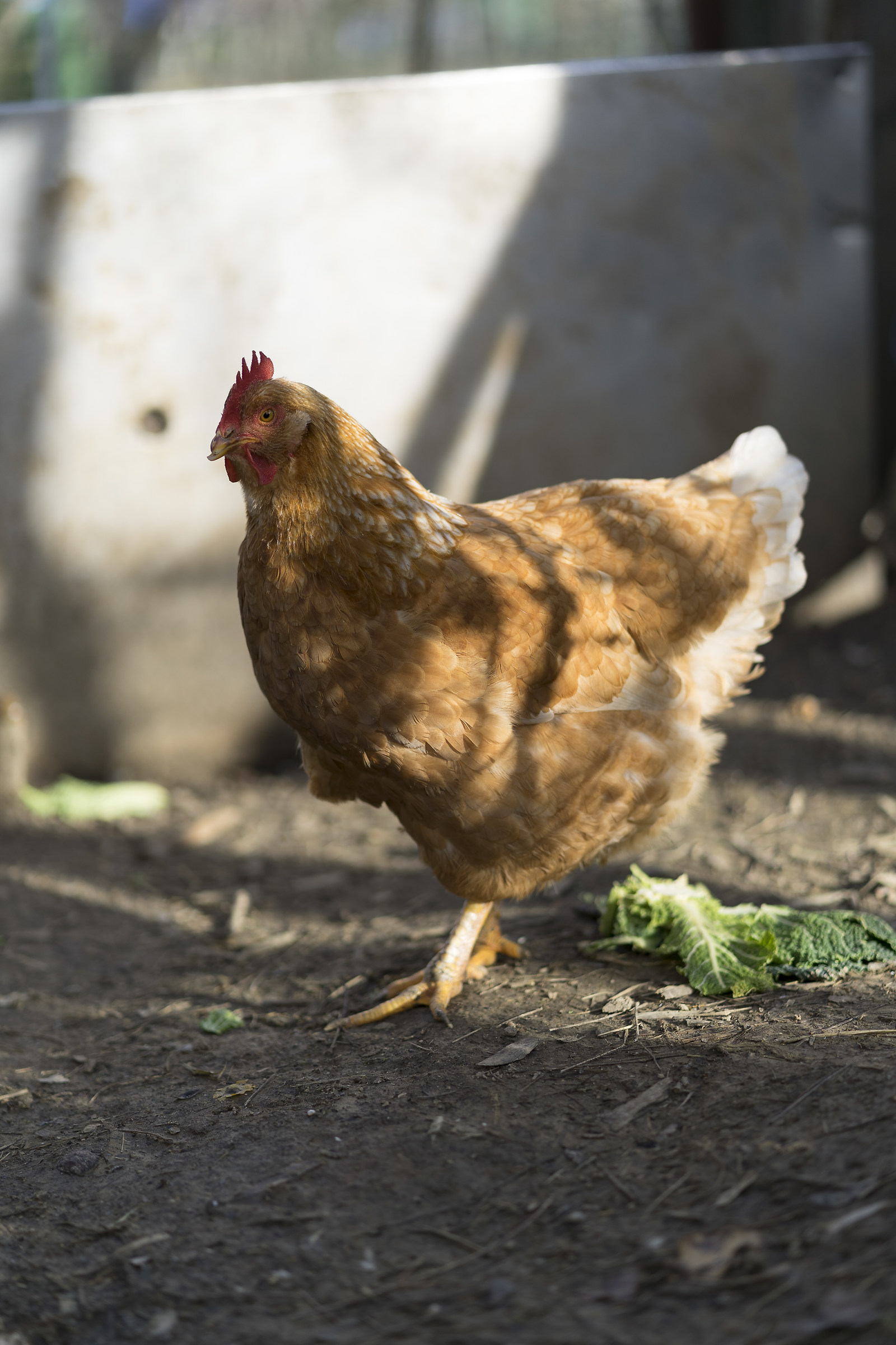 Sony A7iii con Sony 85mm f1,8 alla massima apertura