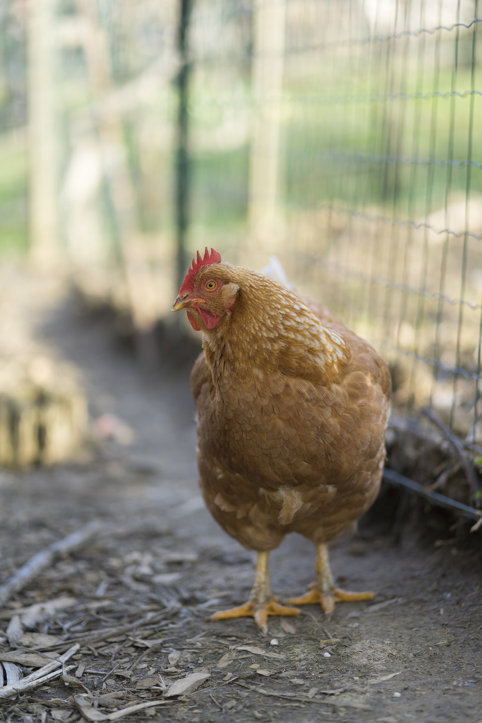 Sony A7iii with Sony 85mm f2,2, dynamic range