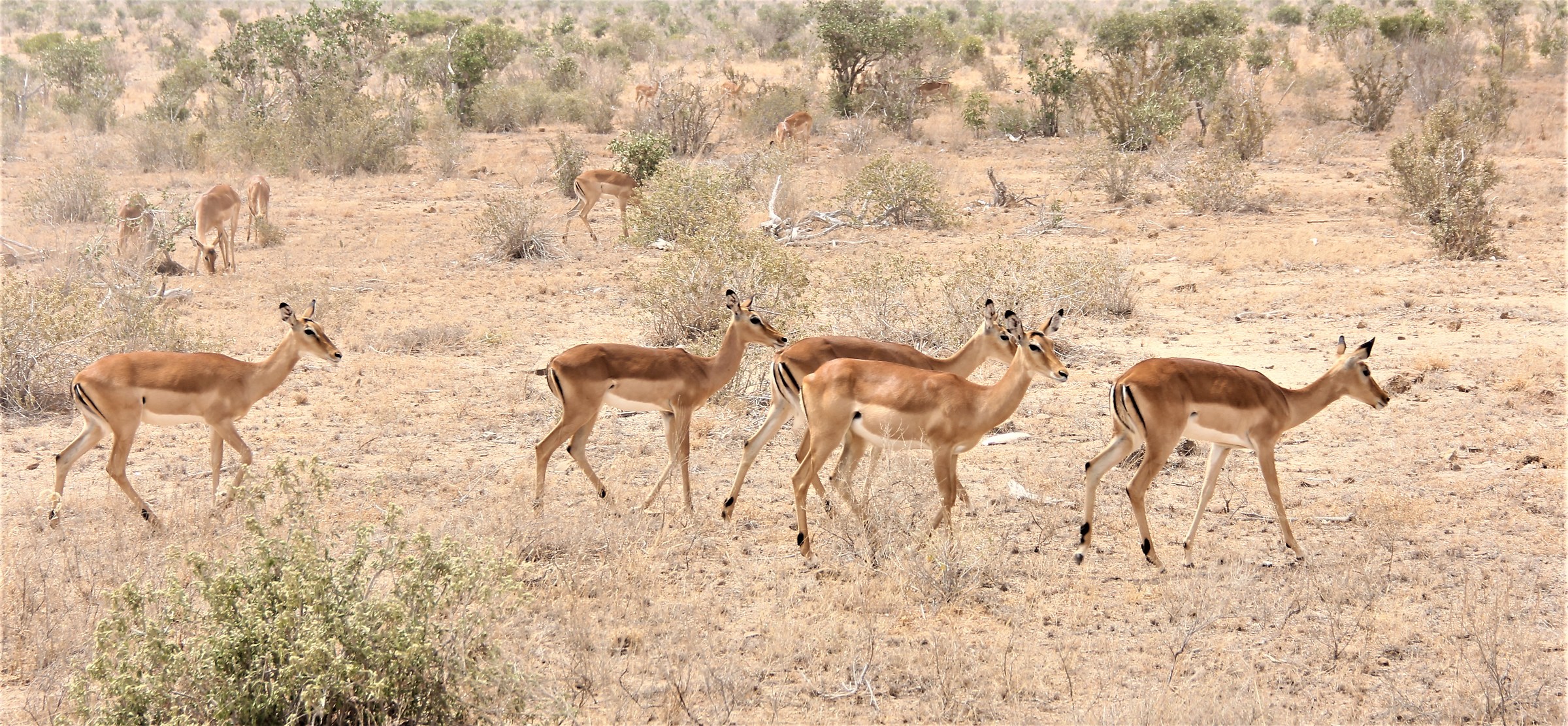 Water antelopes