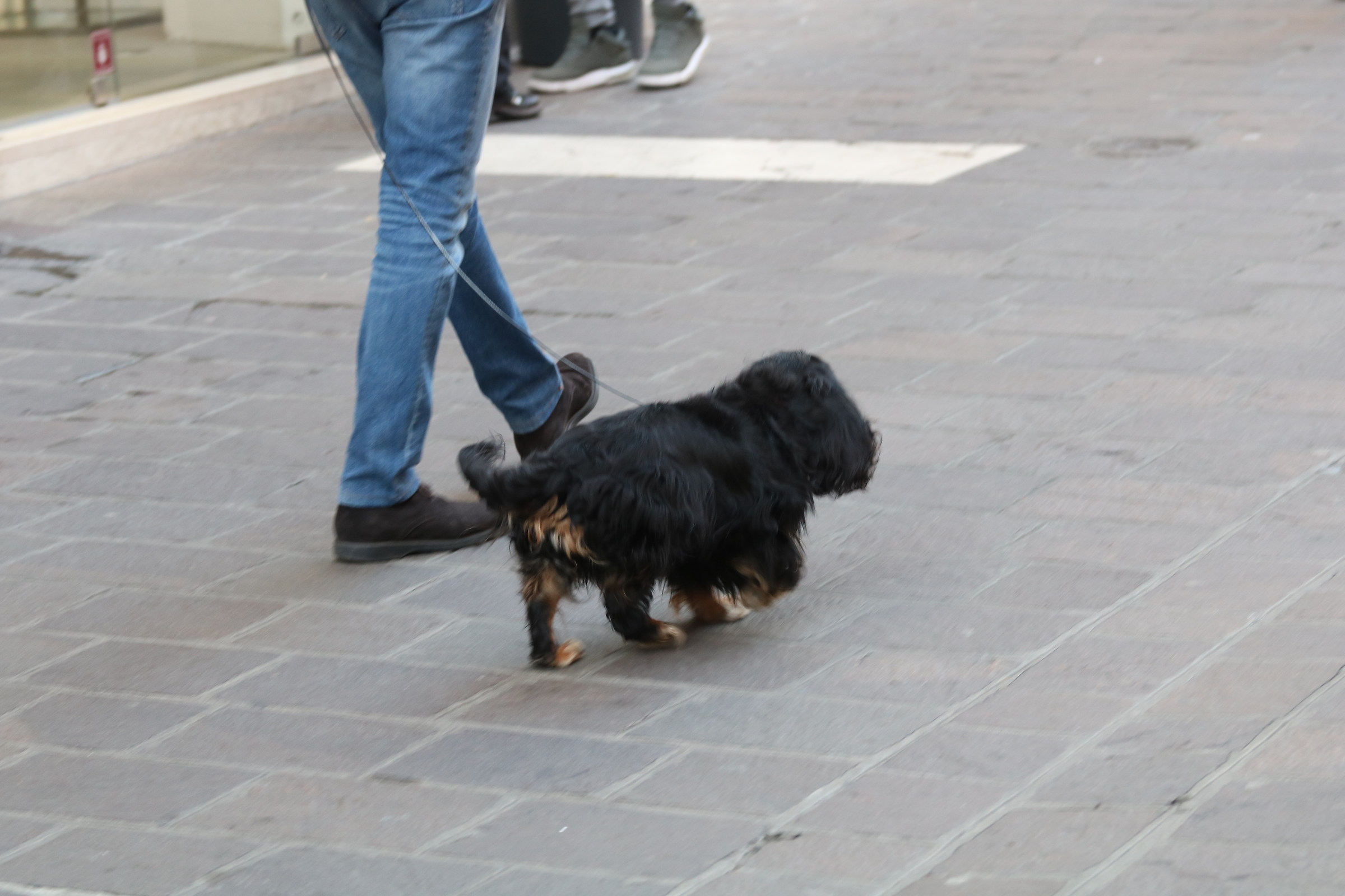 il cane a passeggio
