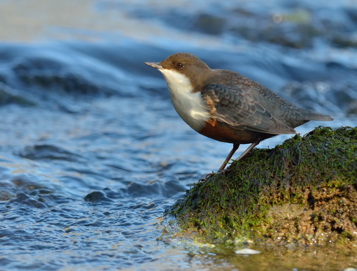 Dipper II