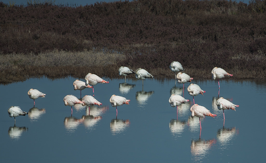 the afternoon penichella