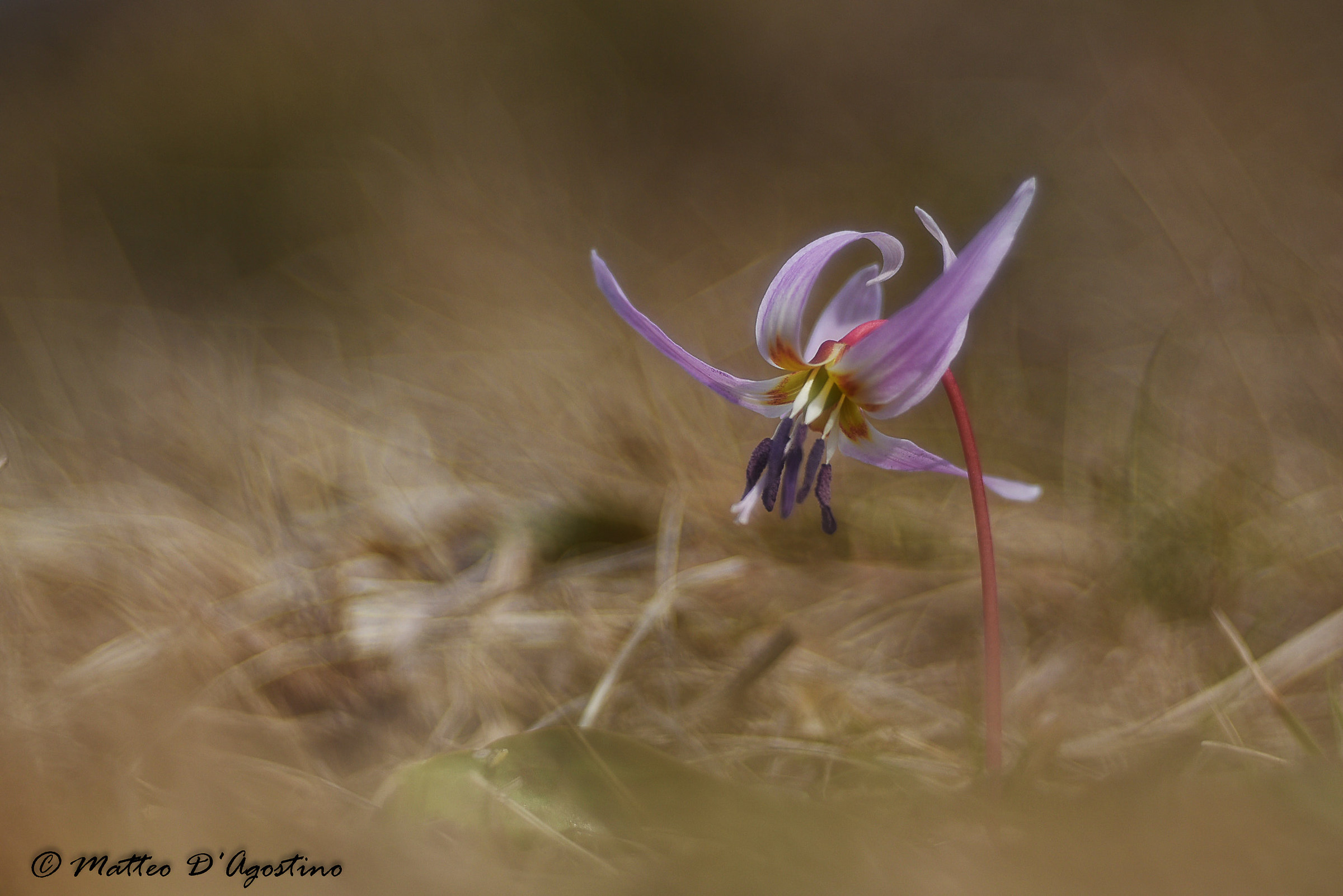 Erythronium dens-canis