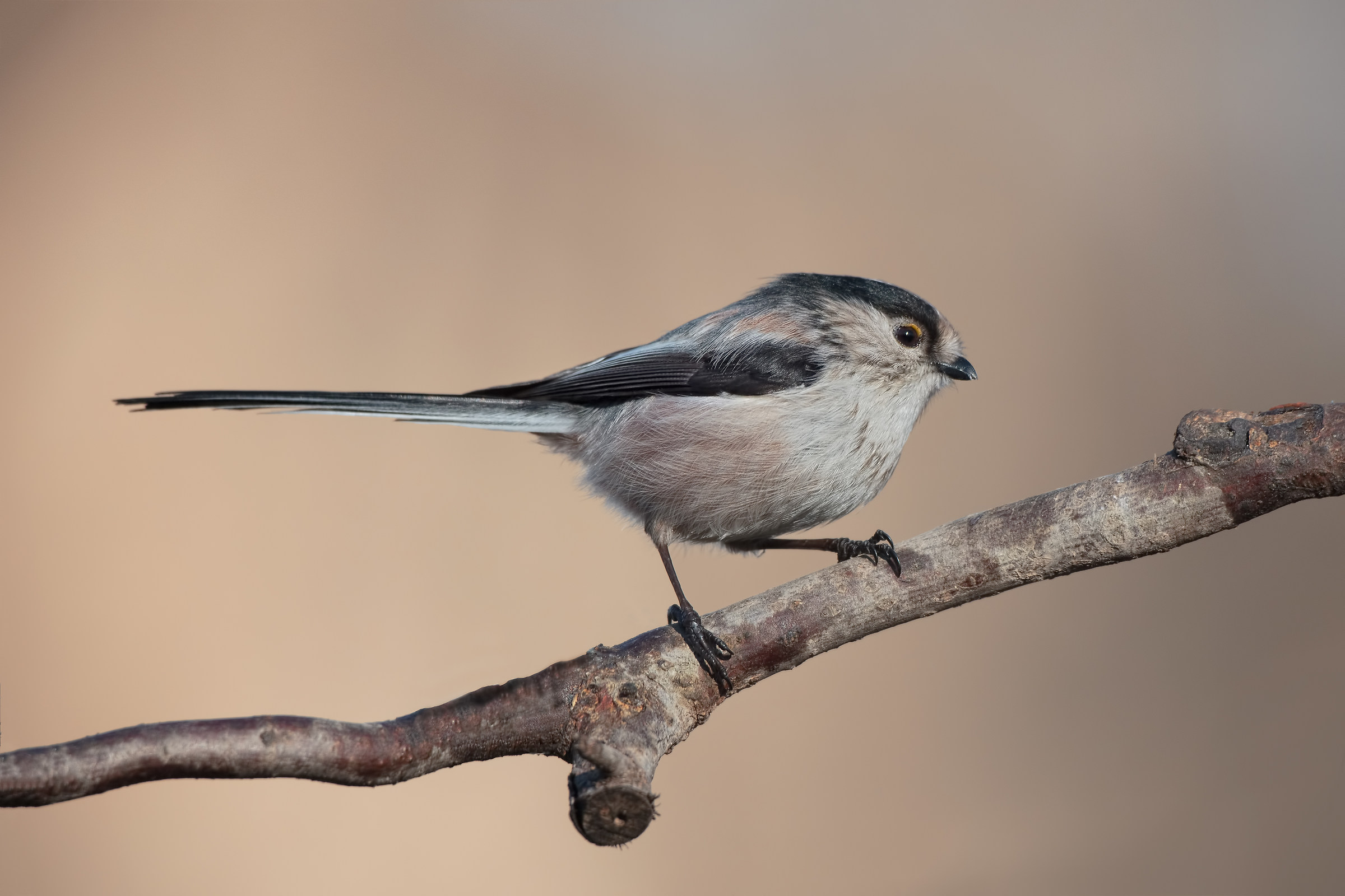 Codibùgnolo (Aegithalos caudatus)