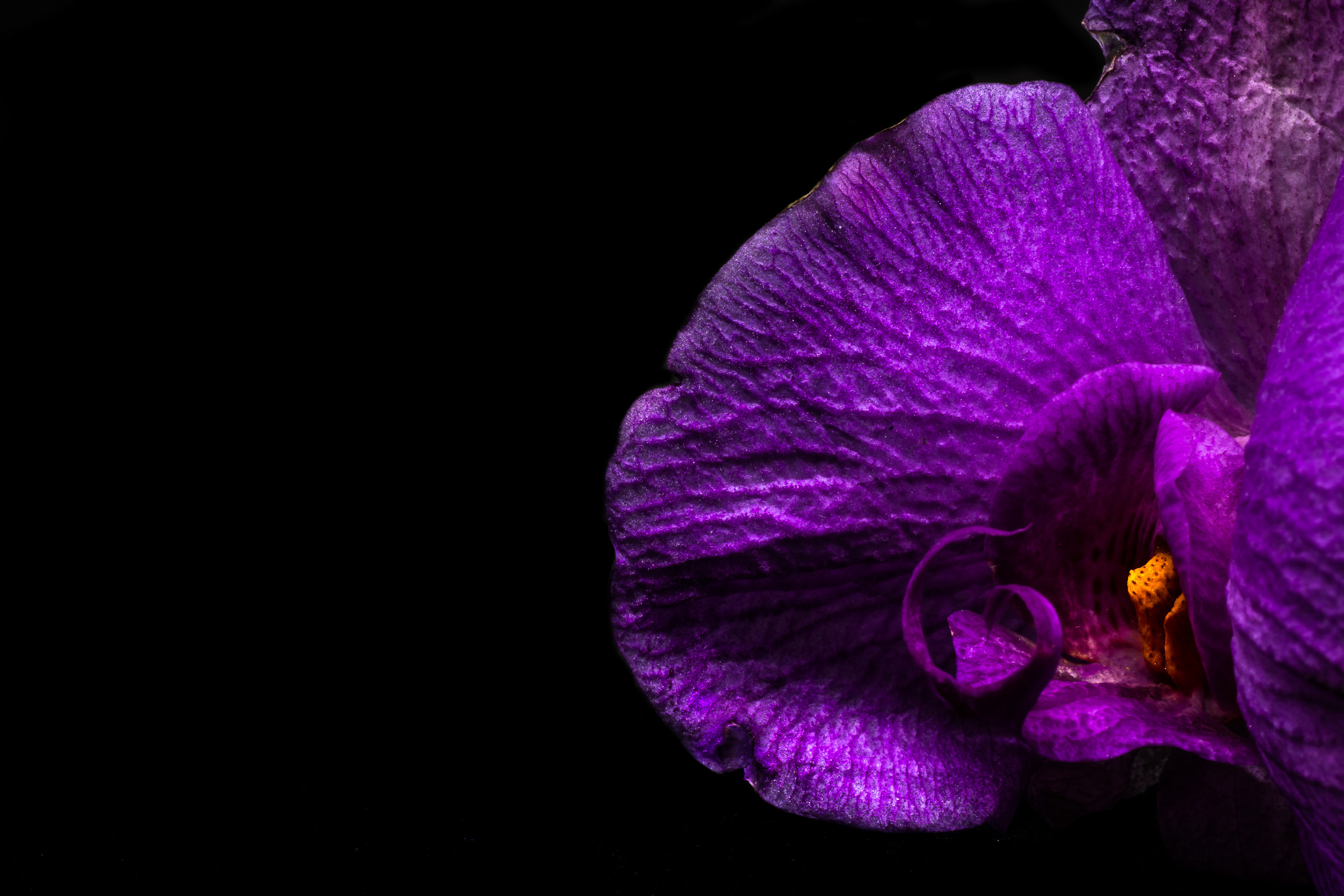 Orchidaceae