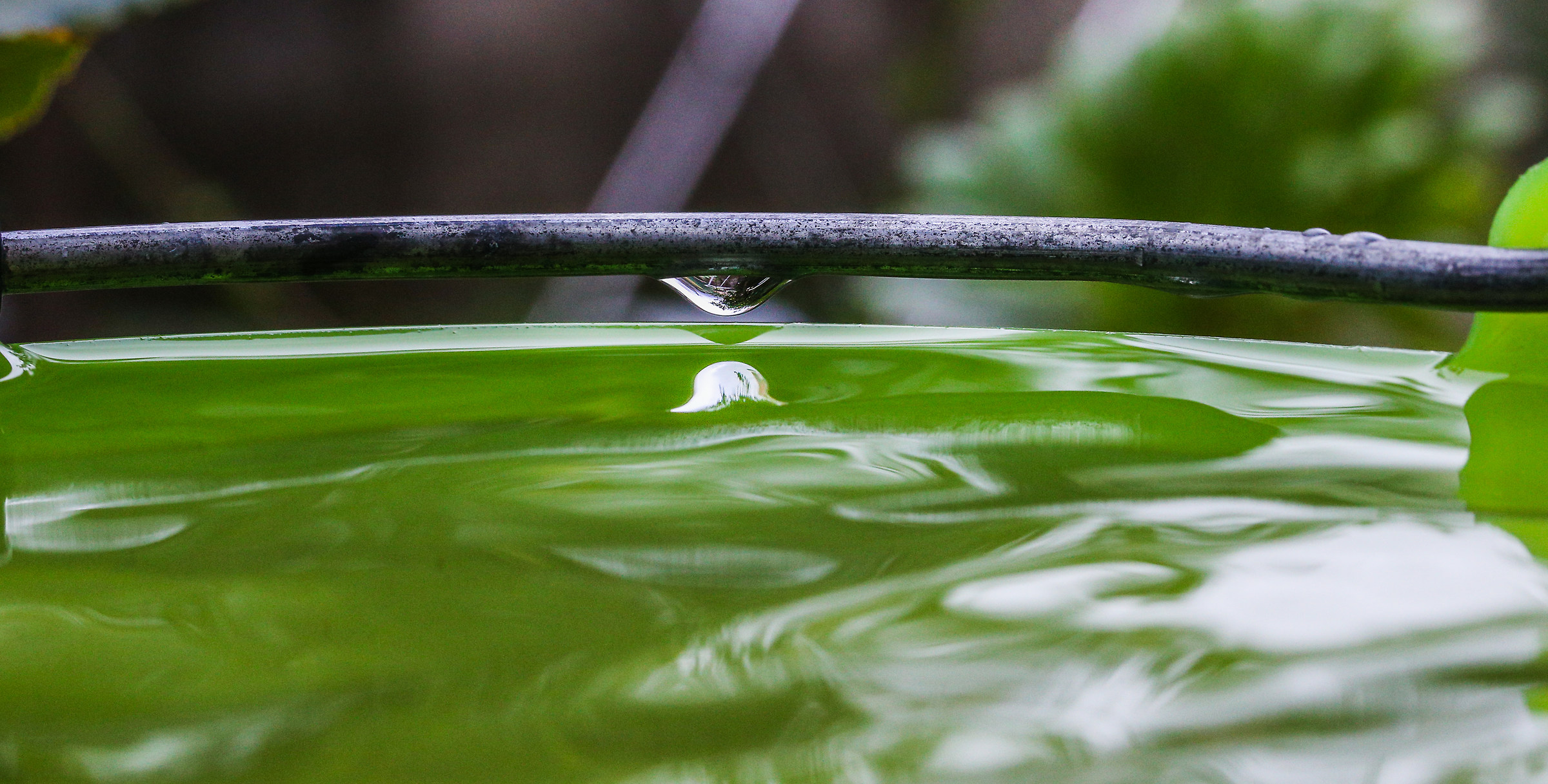 The garden in the bucket