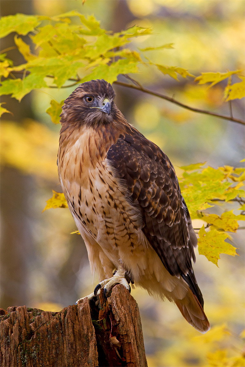 Red-Tailed Hawk