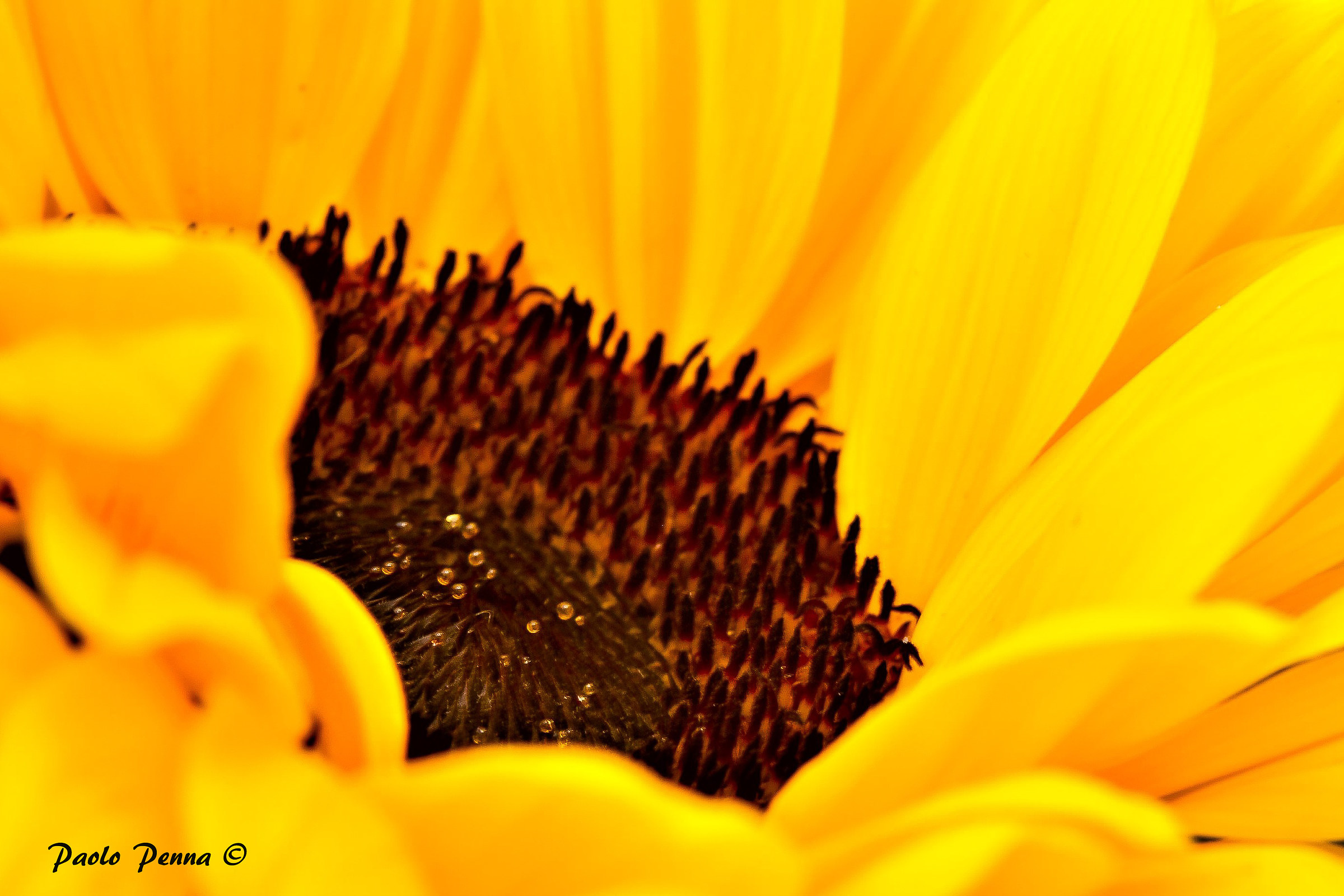 Girasole
