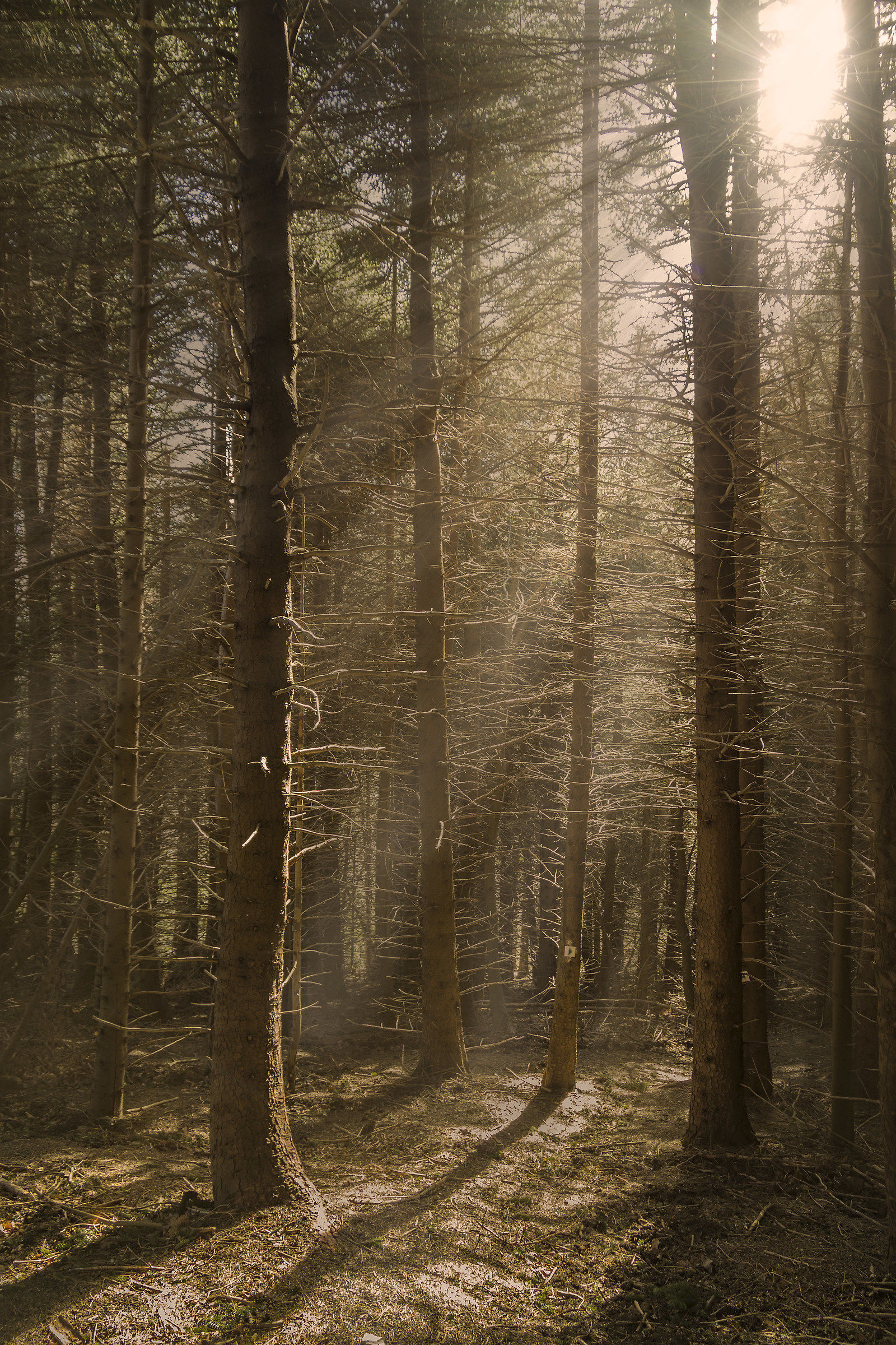 Rays in pine forest