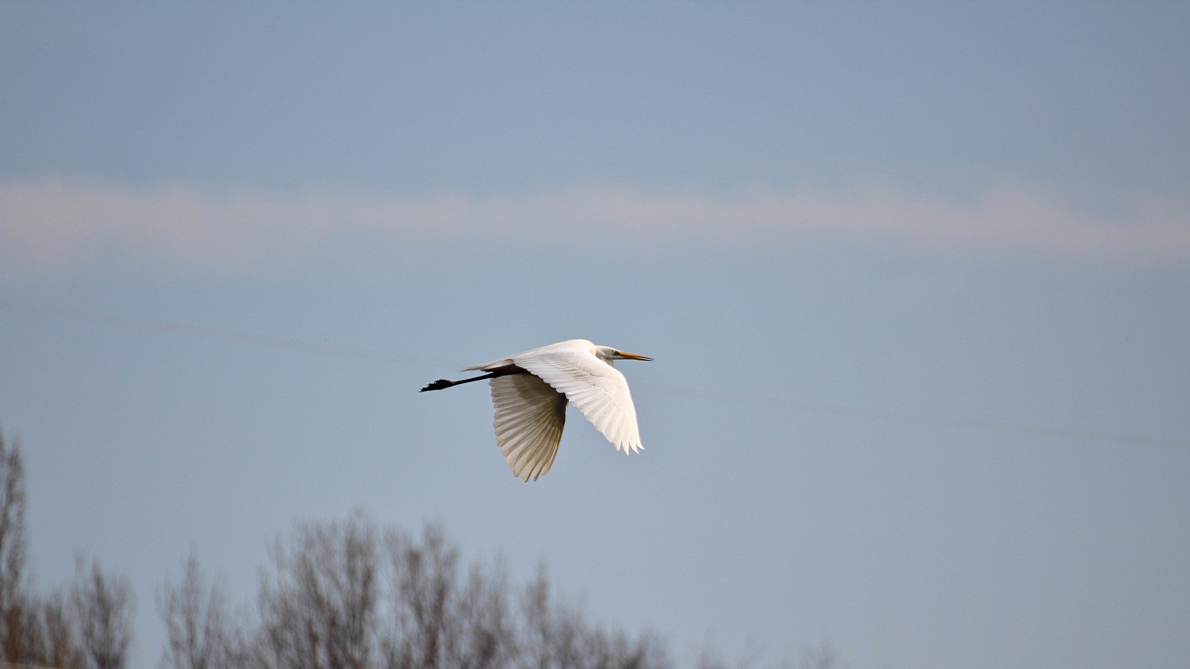 Cattle egret