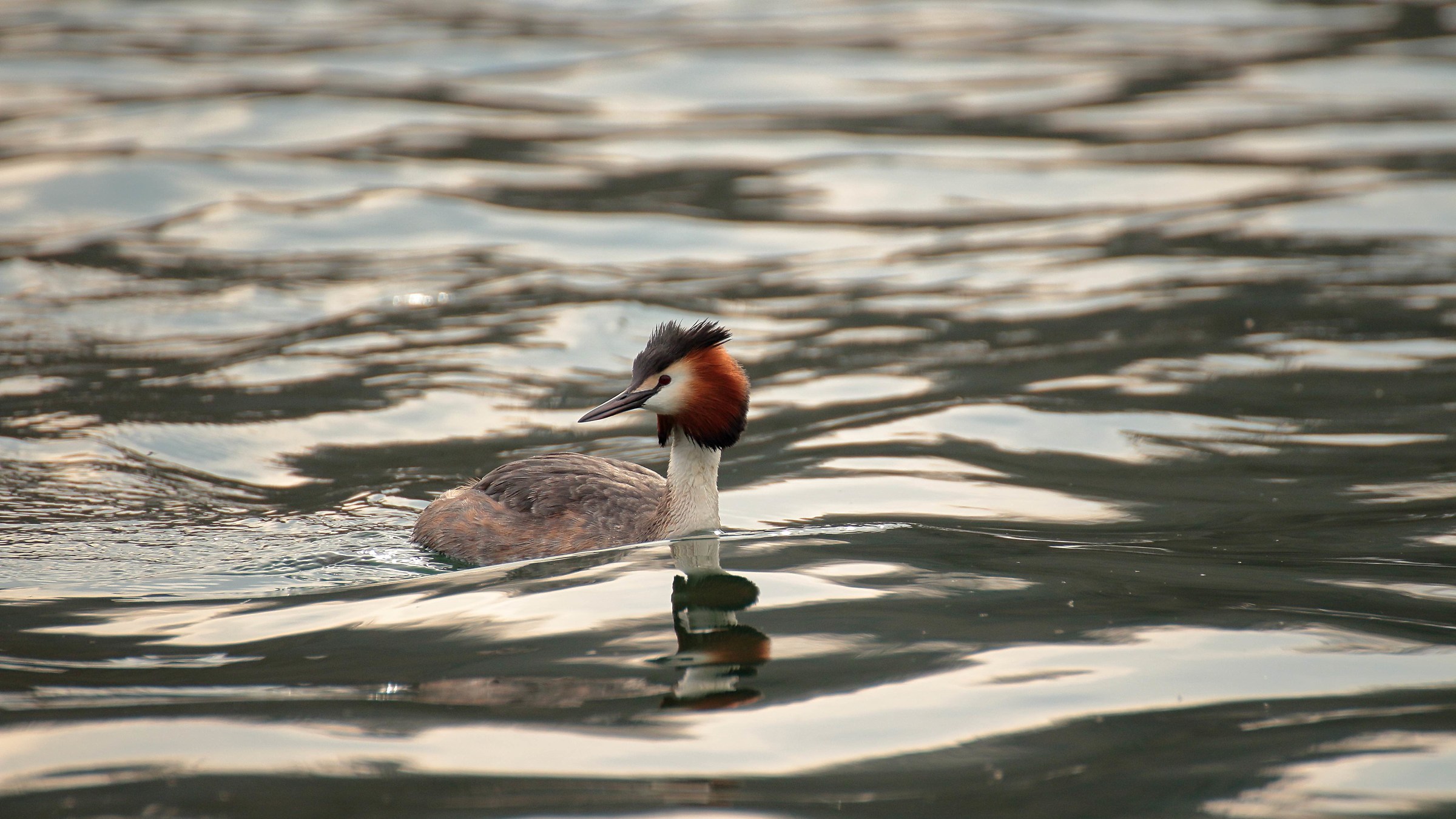 Great Crested Grebe