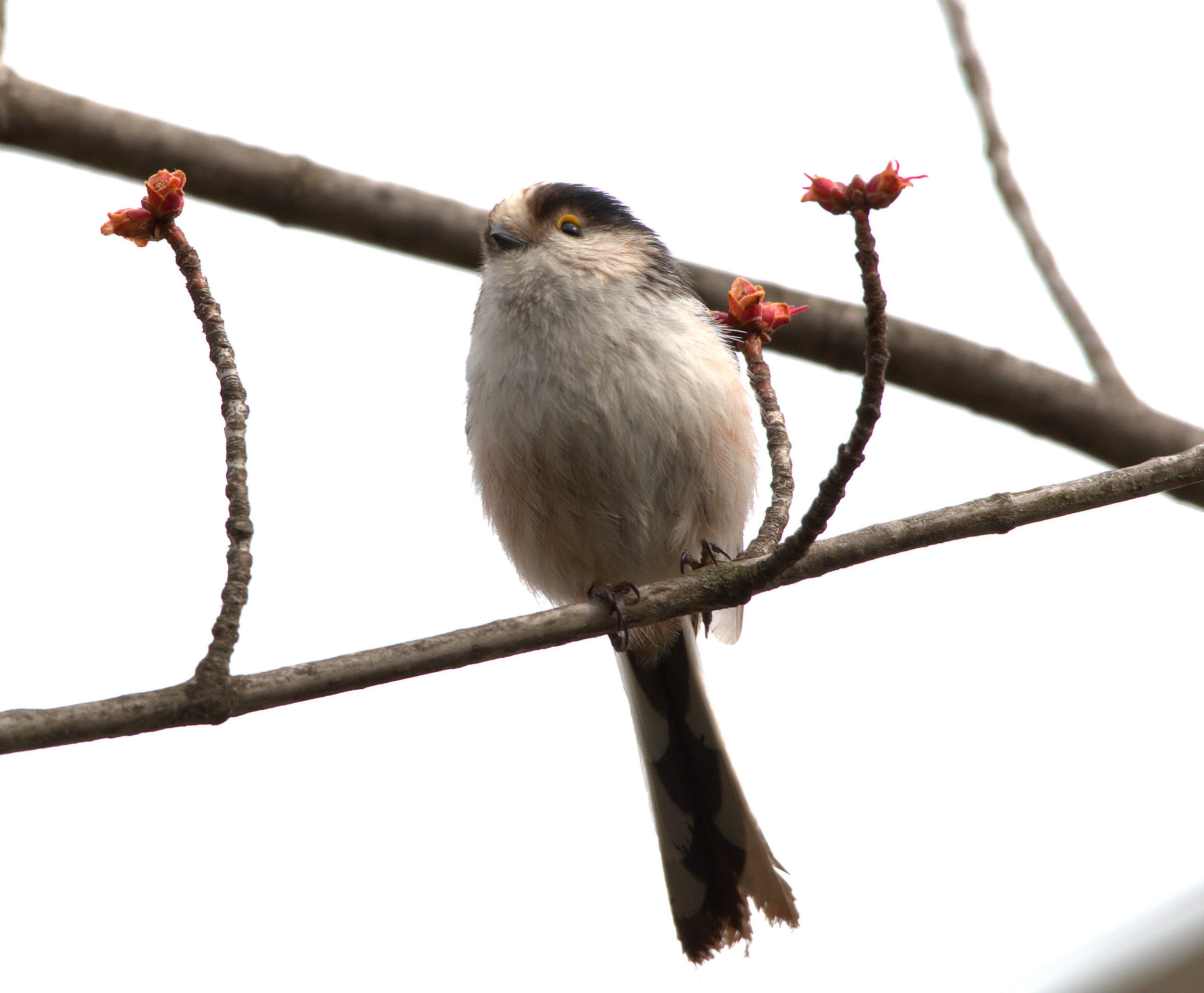 Long-tailed Tit