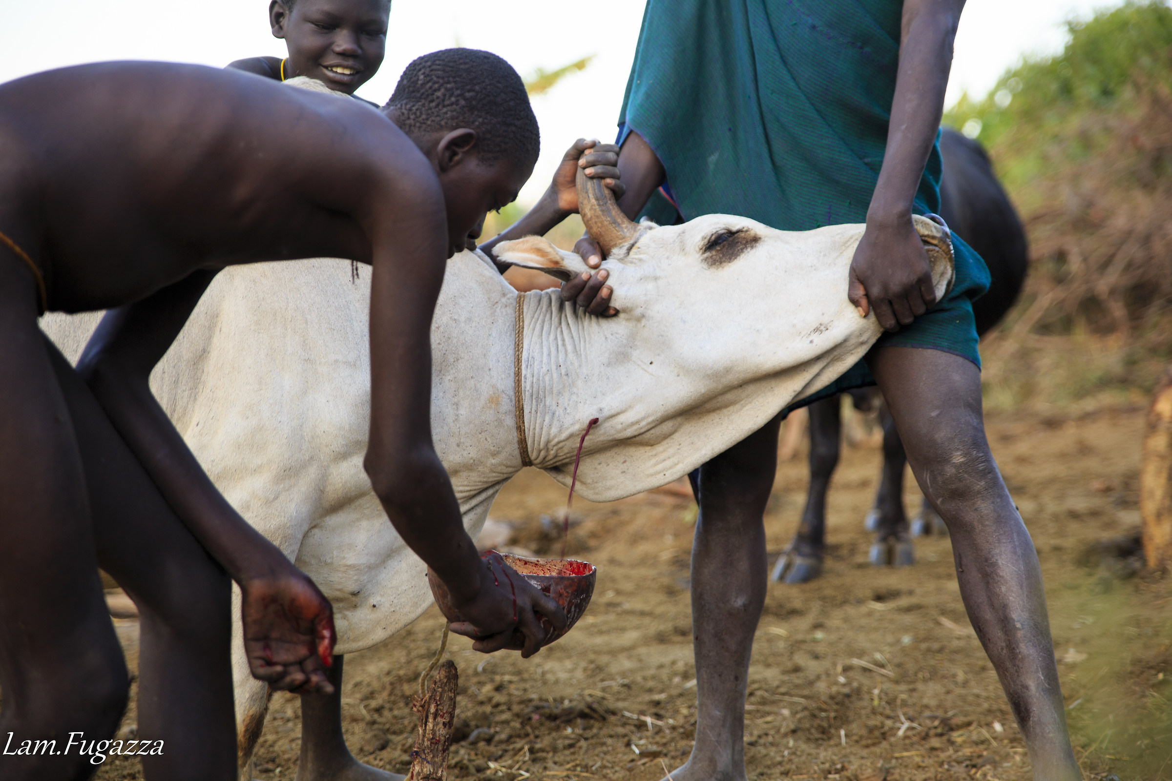 Surma people, blood meal