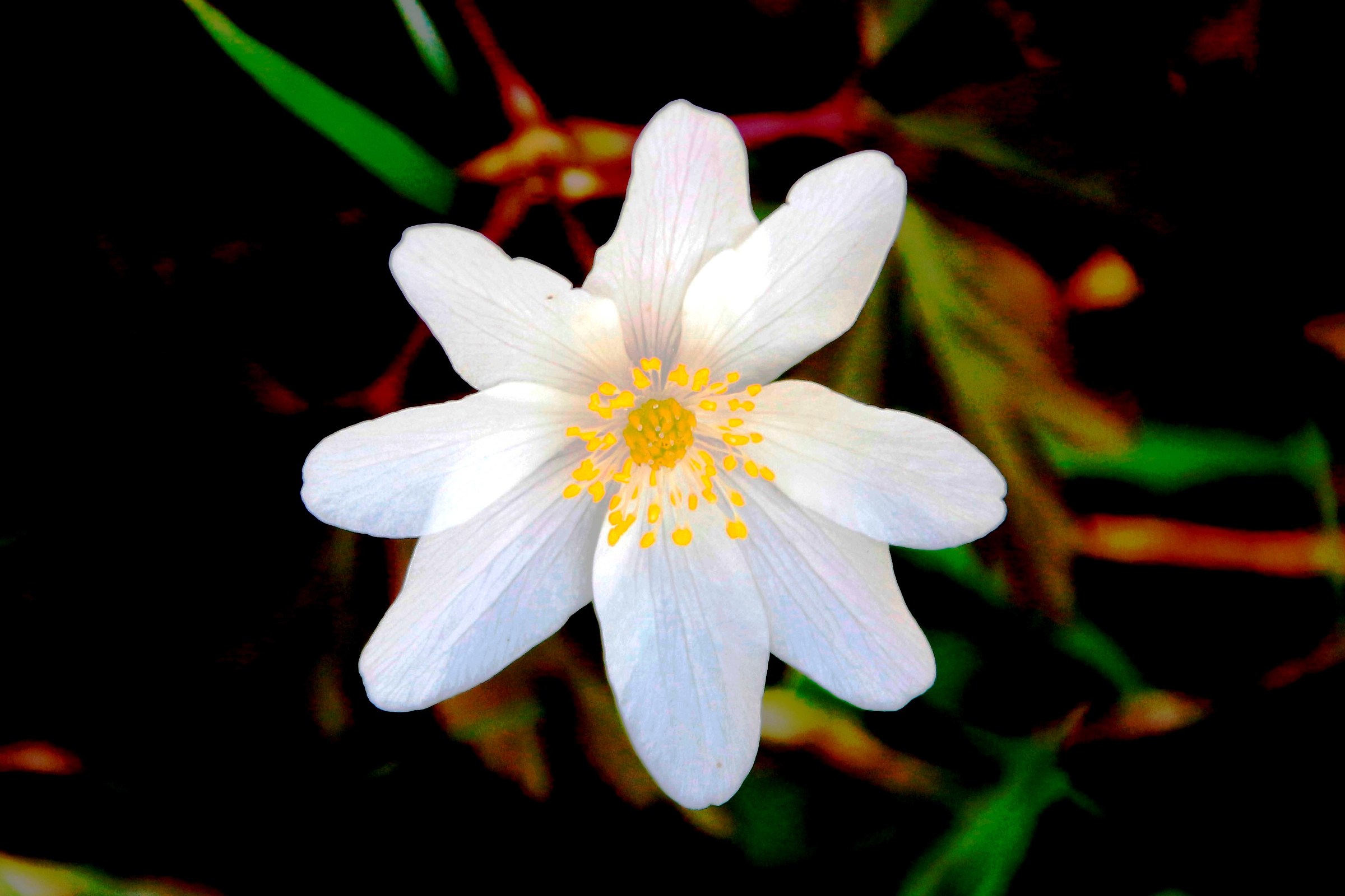 the white flower