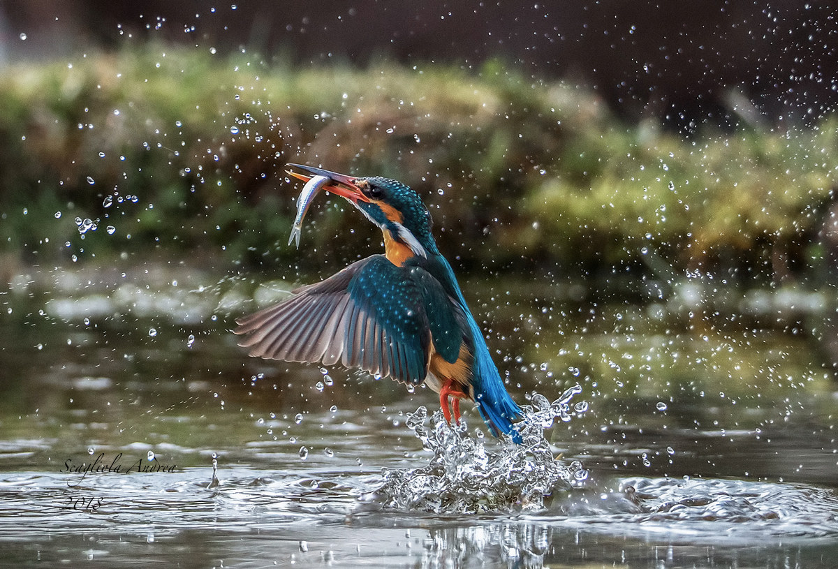 Spllaaasssshhhhh !!!!