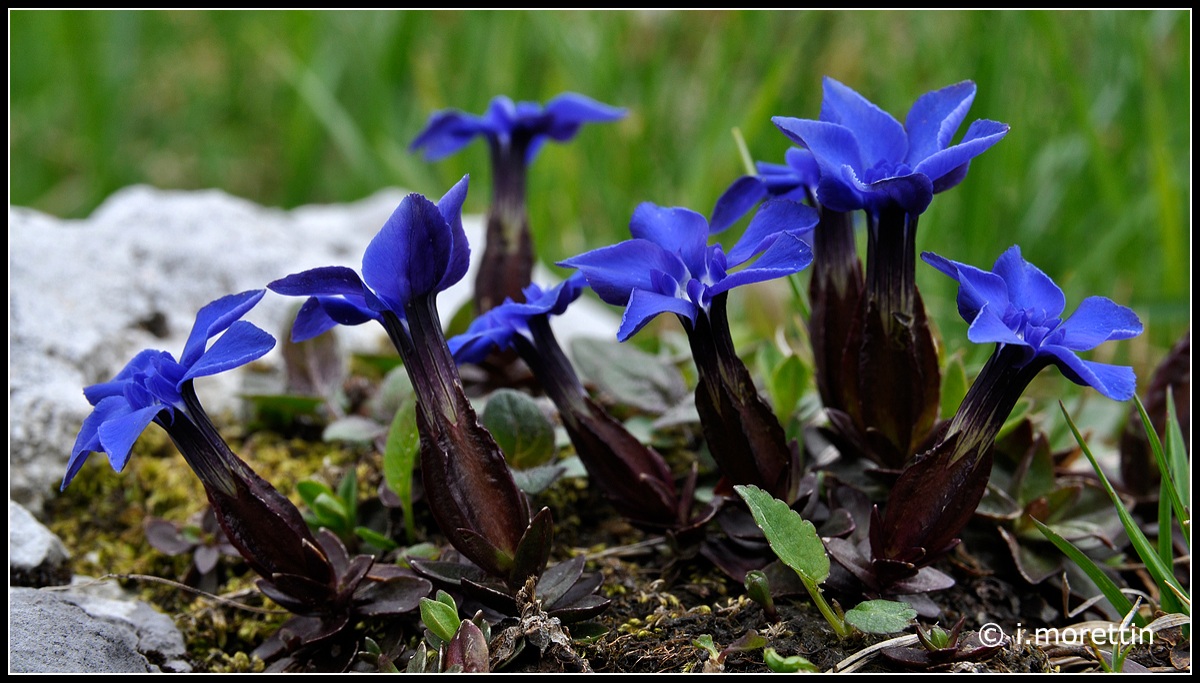 Gentiana verna