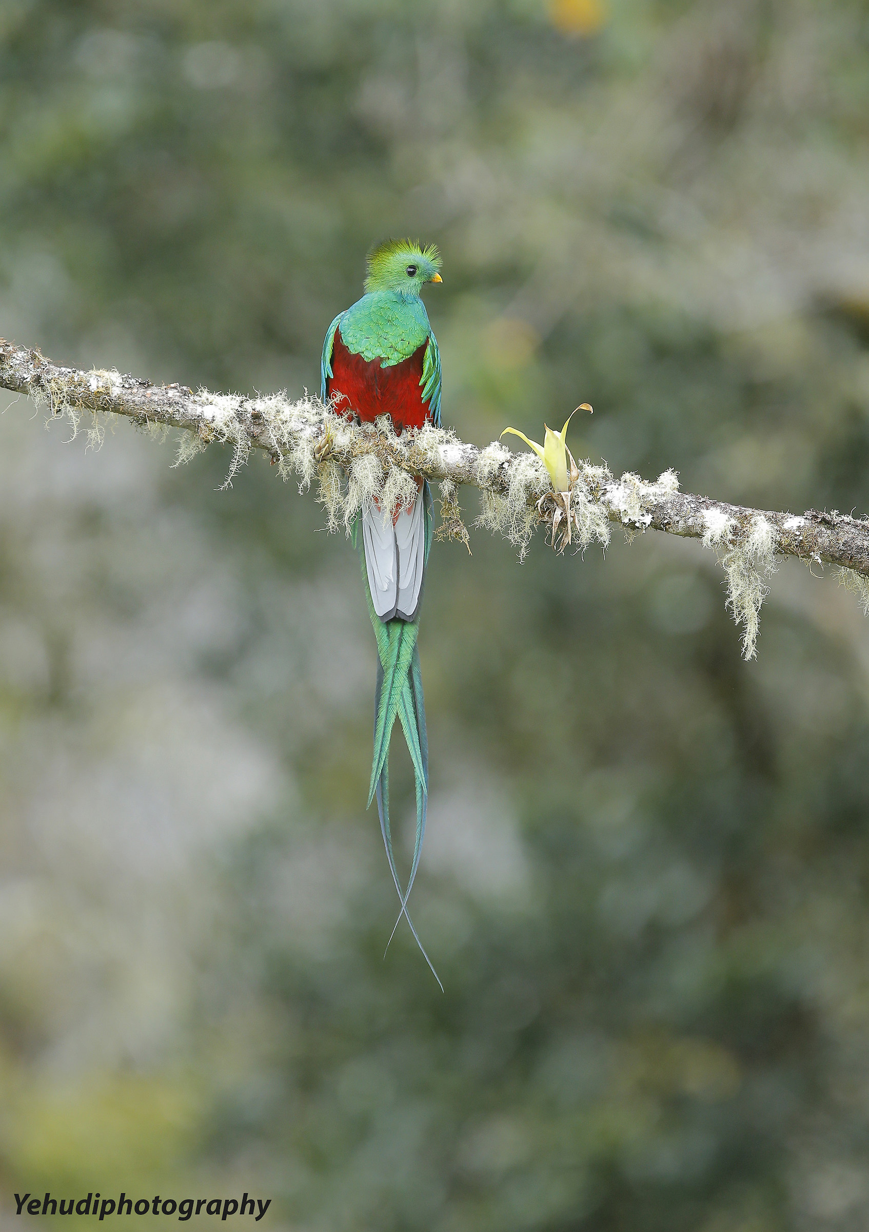 Resplendent Quetzal