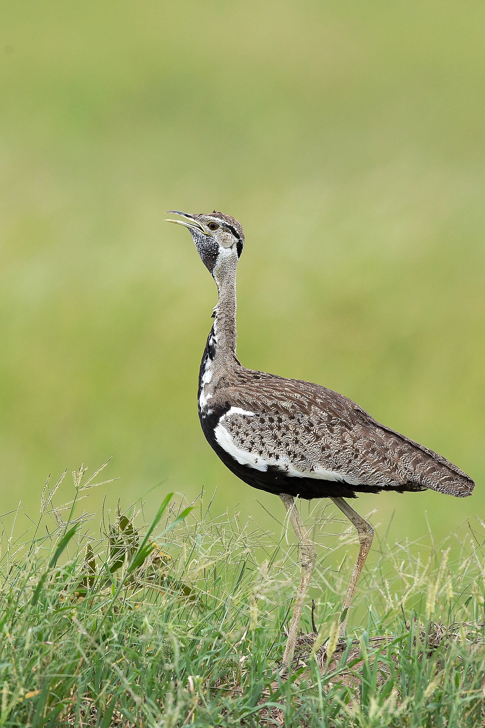 Otarda pancianera(Lissotis melanogaster) #NoID