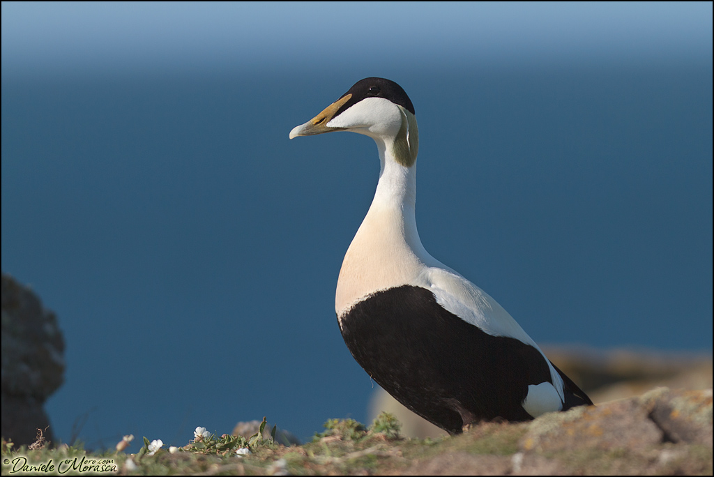 Common Eider (Somateria mollissima)